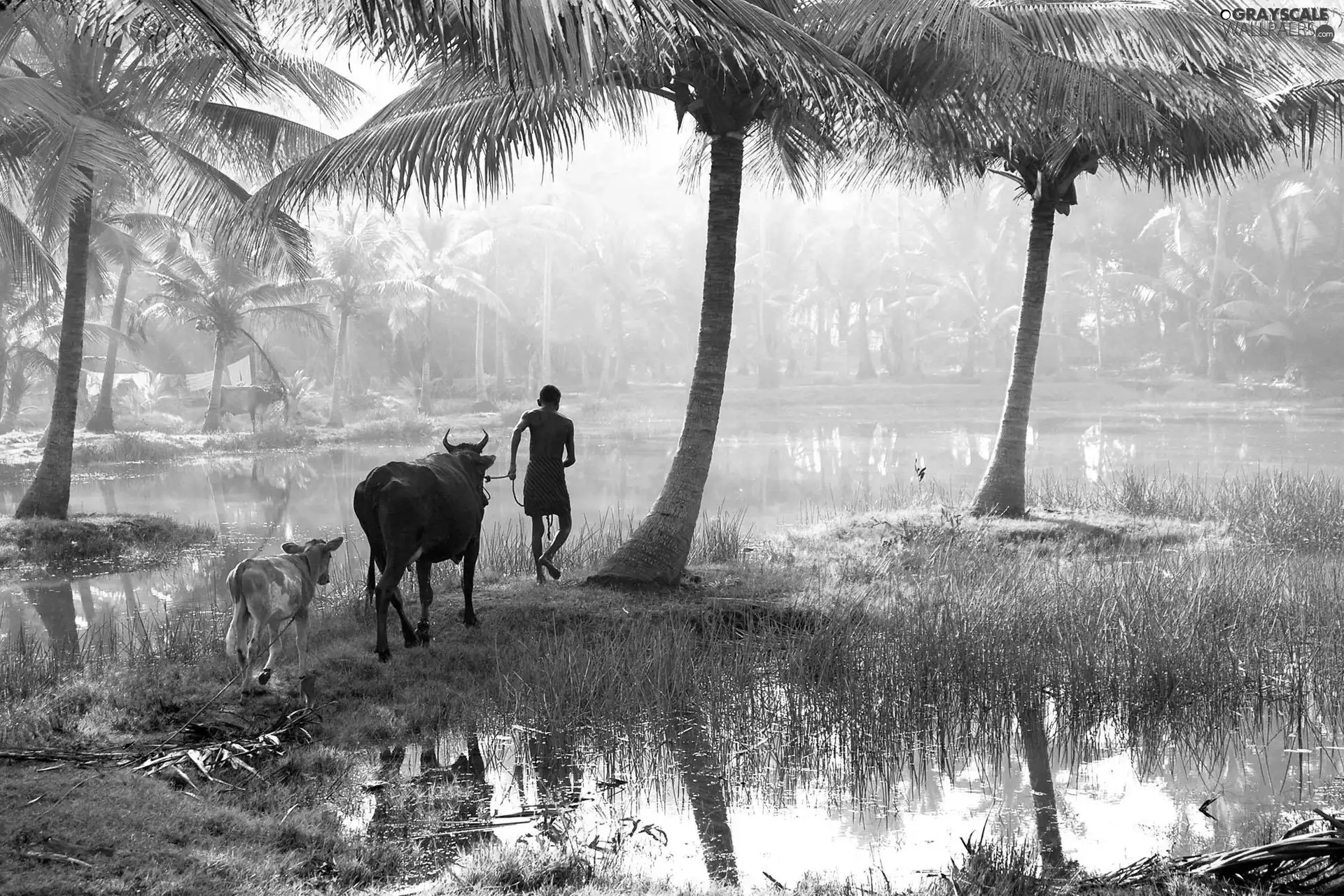 grass, Wetlands, Cows, Palms, a man