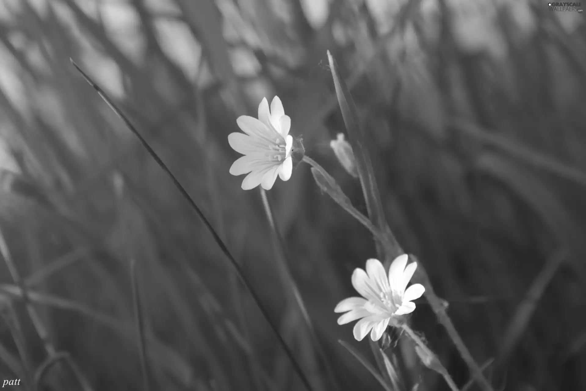 White, Cerastium Access field, grass, Flowers