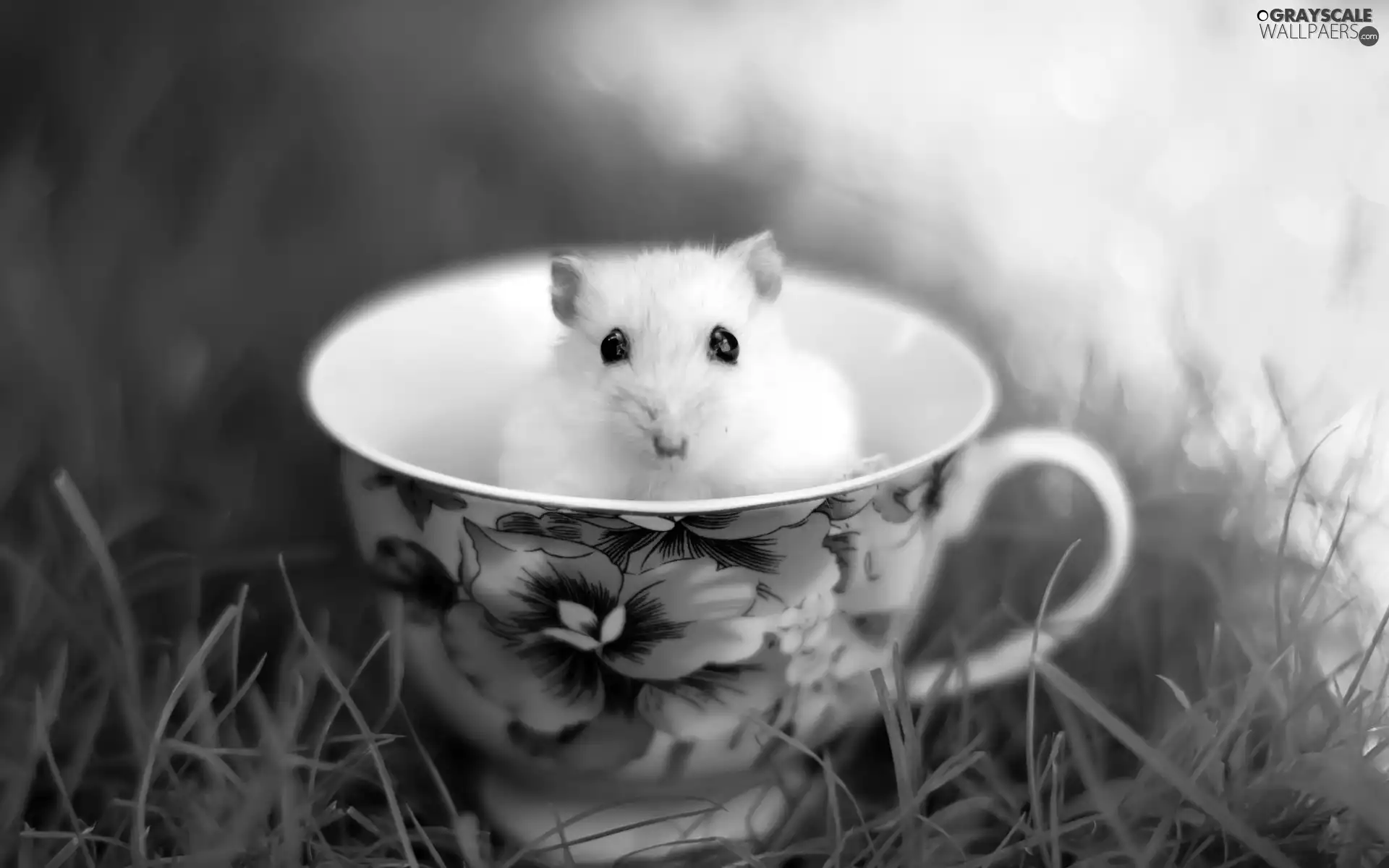 White, cup, grass, mouse