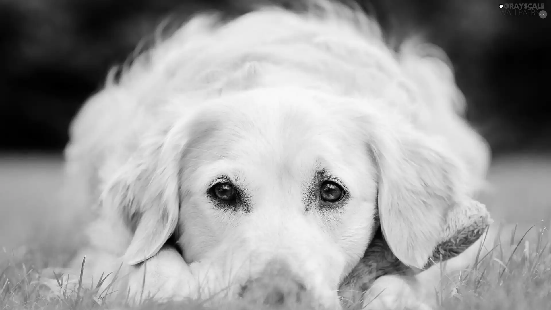 White, Eyes, grass, doggy