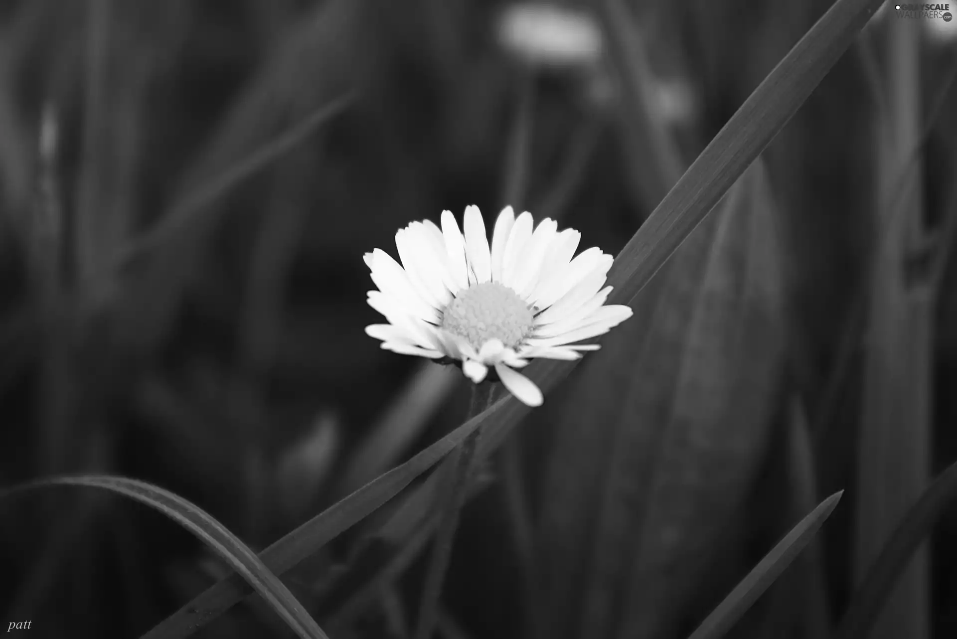 White, Green, grass, daisy
