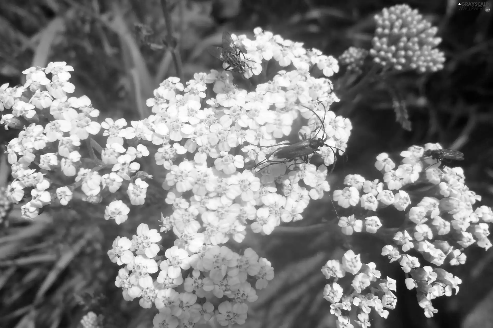 White, insects, grass, Flowers