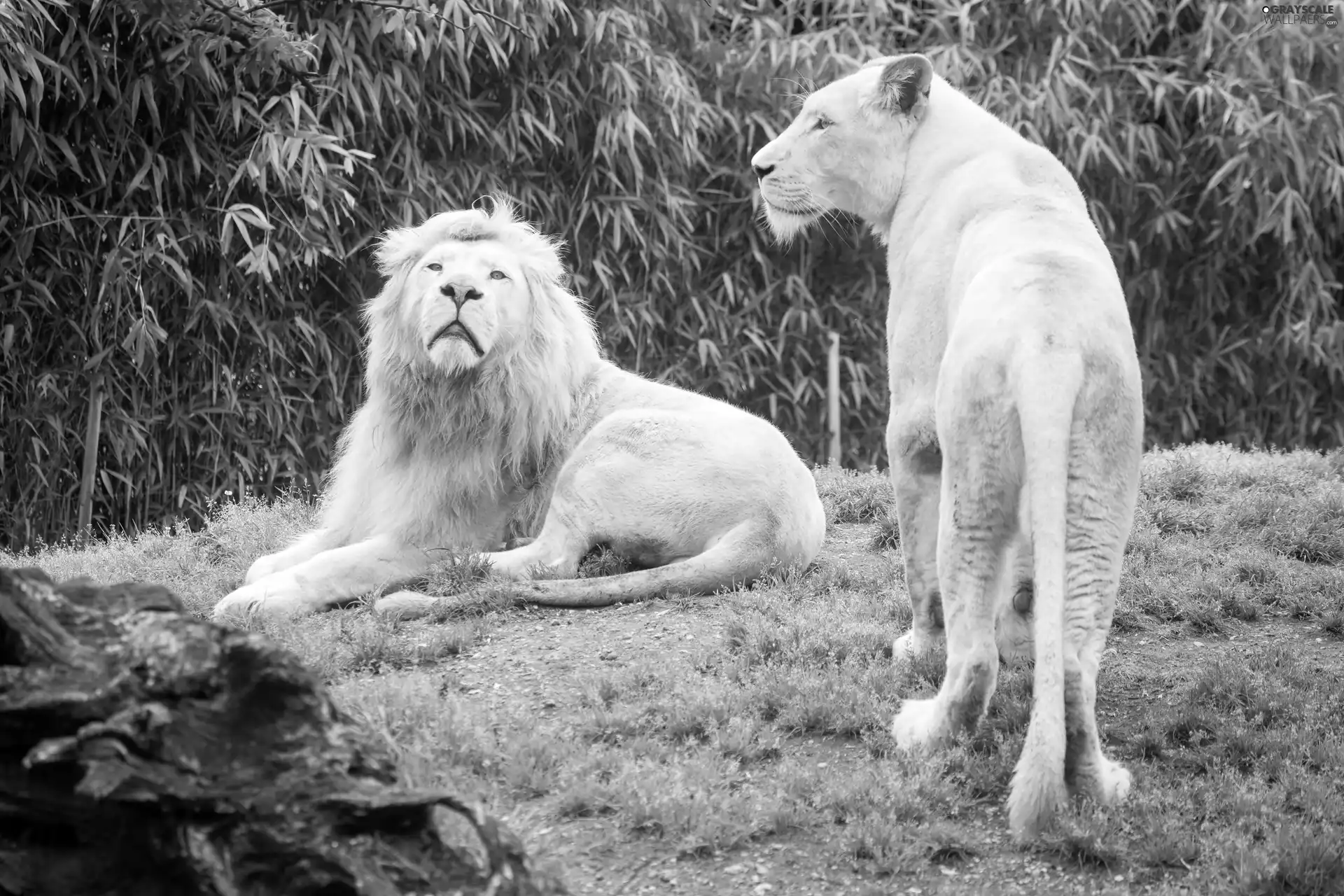 White, Lioness, grass, Lion