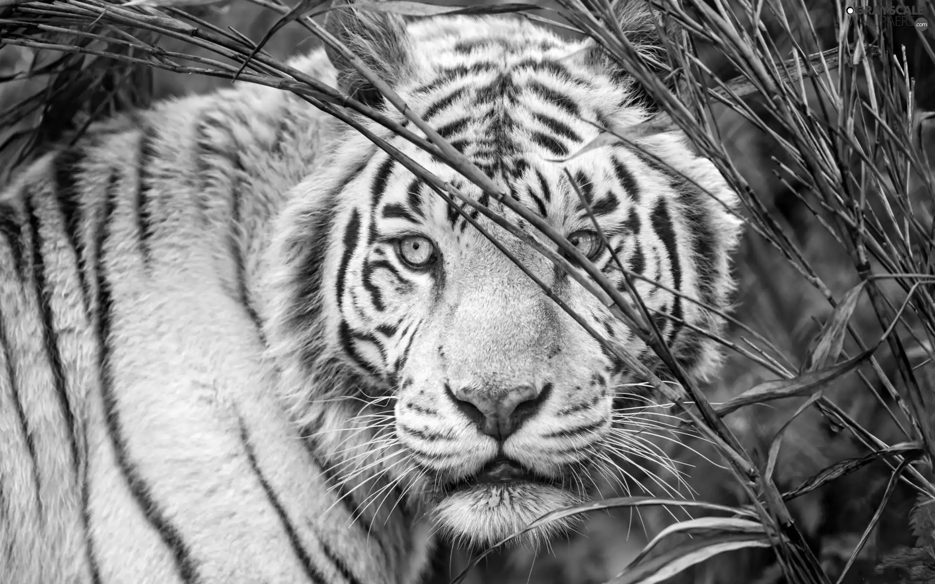 White, mouth, grass, tiger