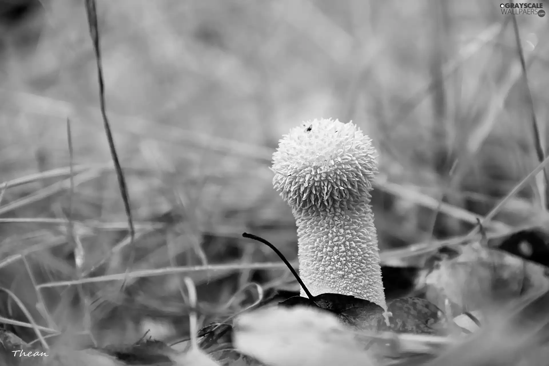 White, mushroom, grass, hairy