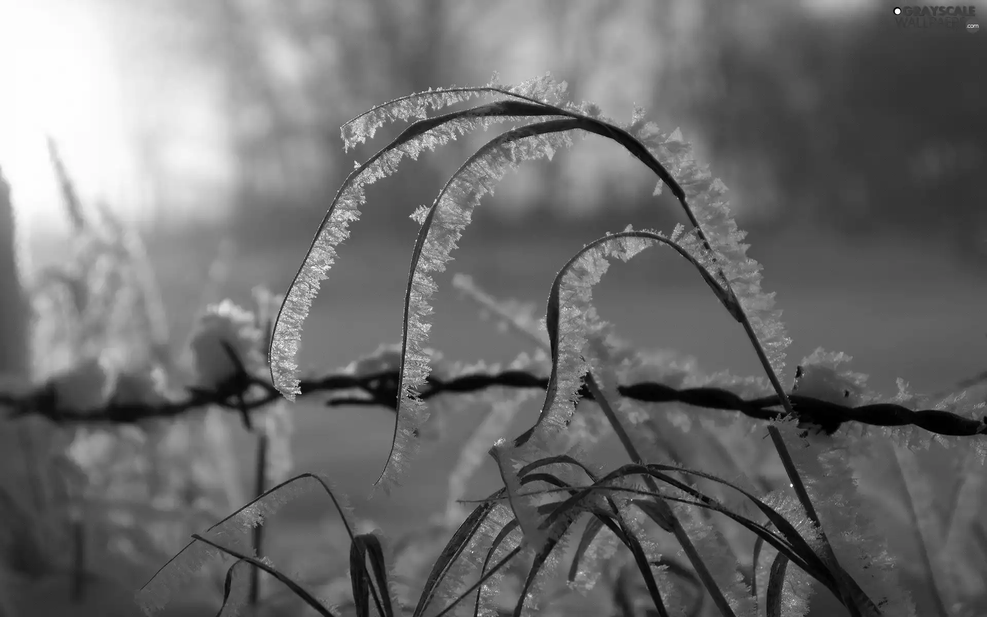 snow, White frost, grass