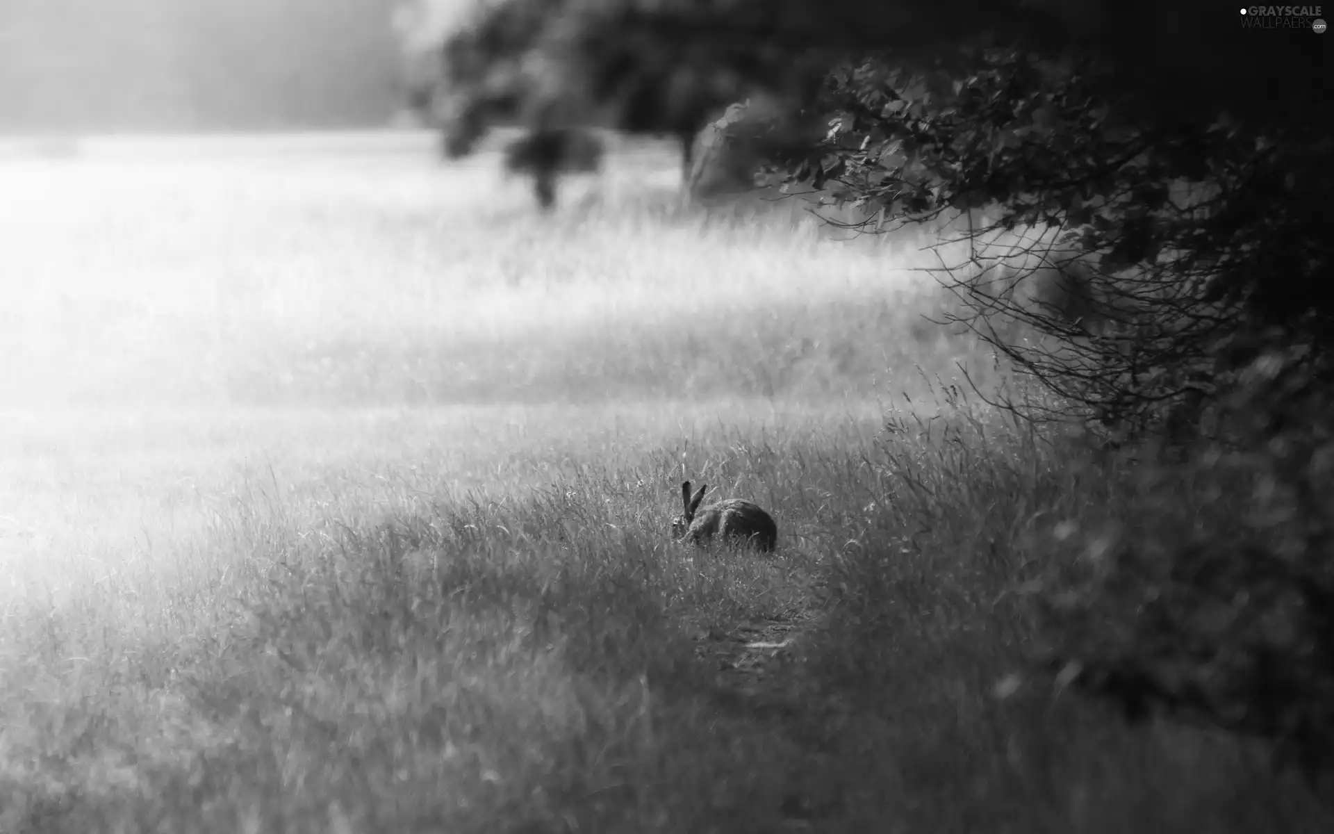 Meadow, Wild Rabbit, grass