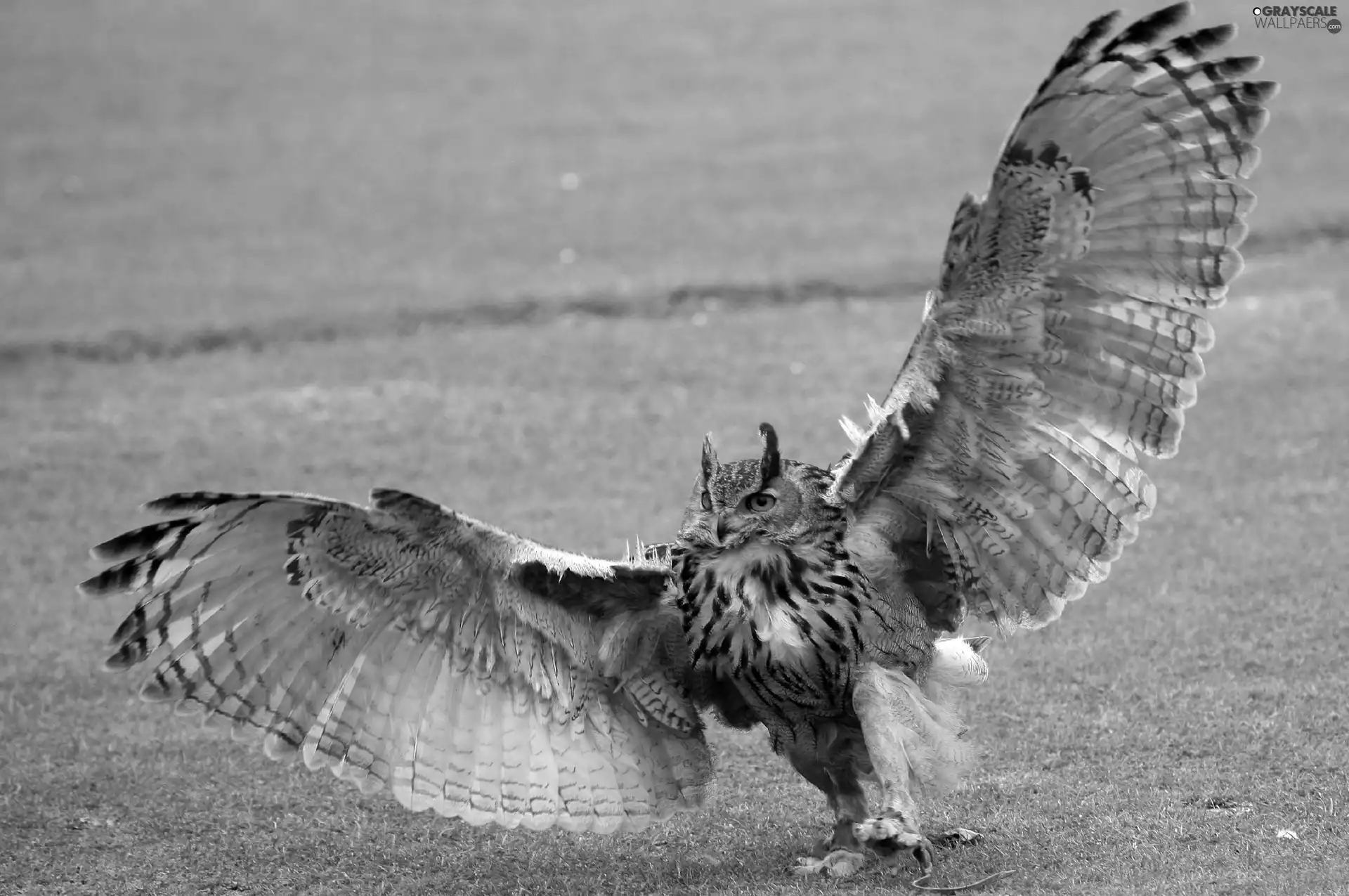 grass, owl, wings