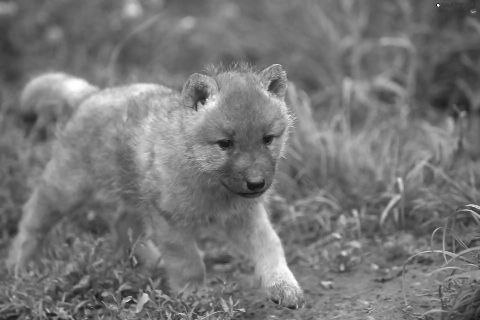 grass, Little, wolf