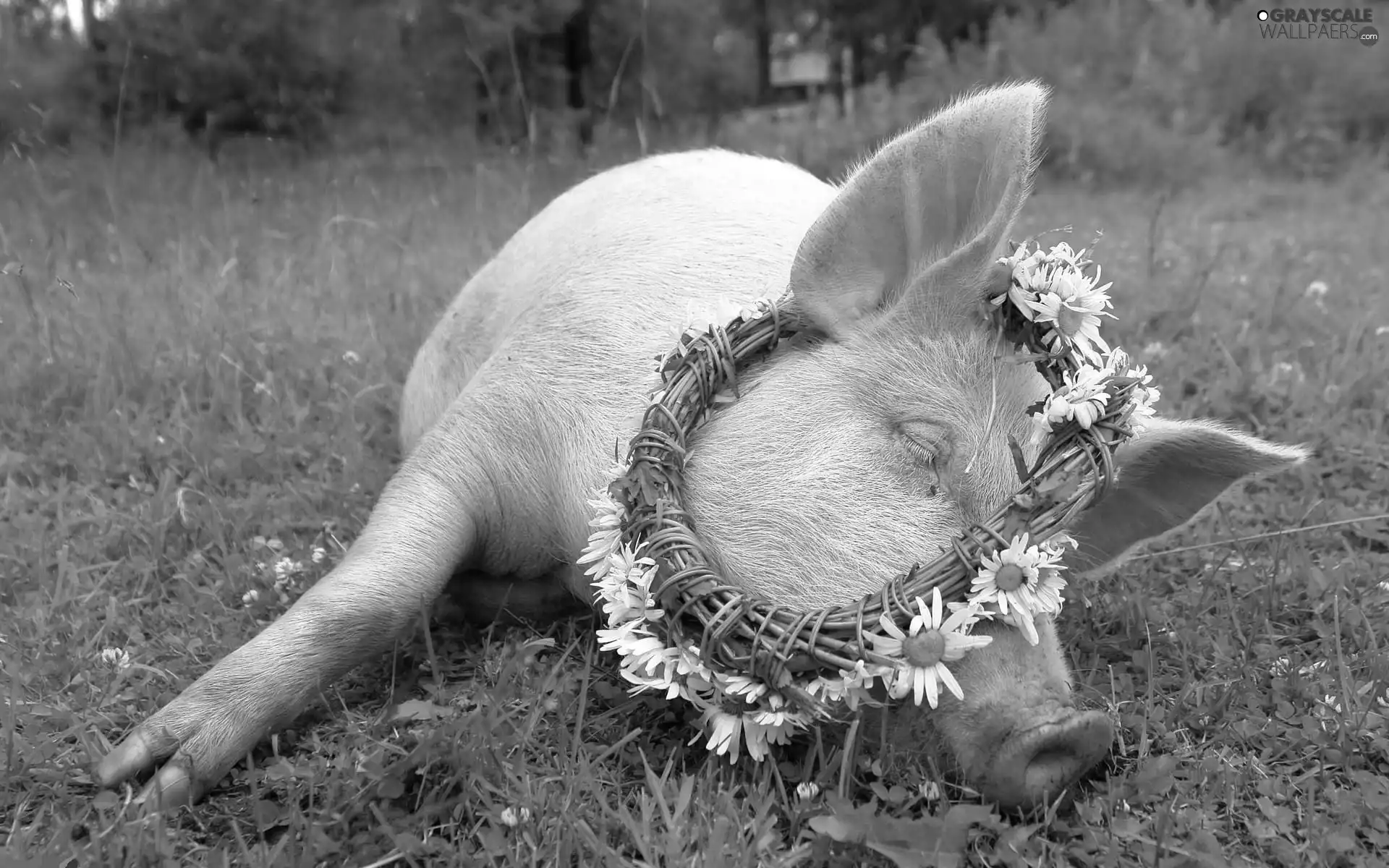 grass, Piggs, wreath