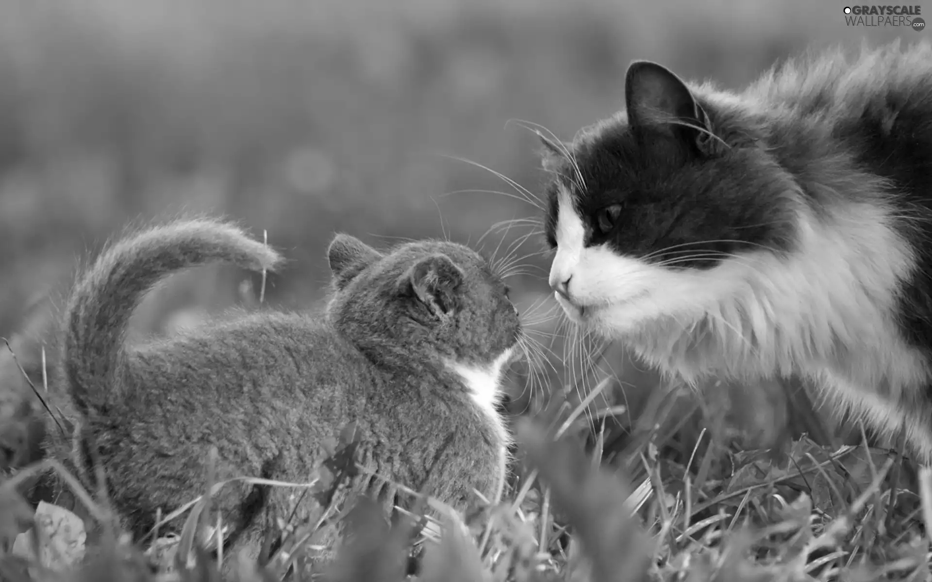 grass, cat, young