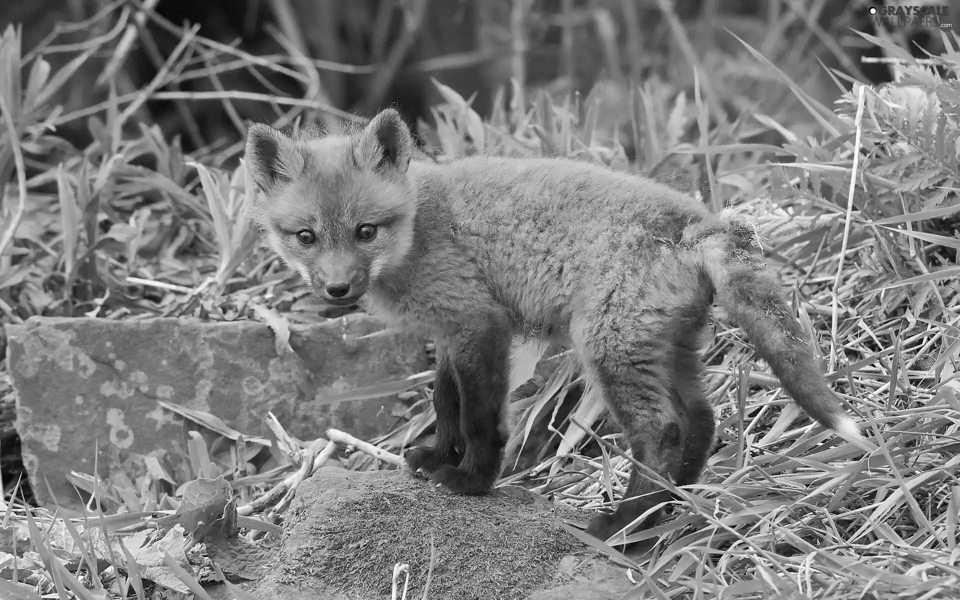 young, forest, grass, fox