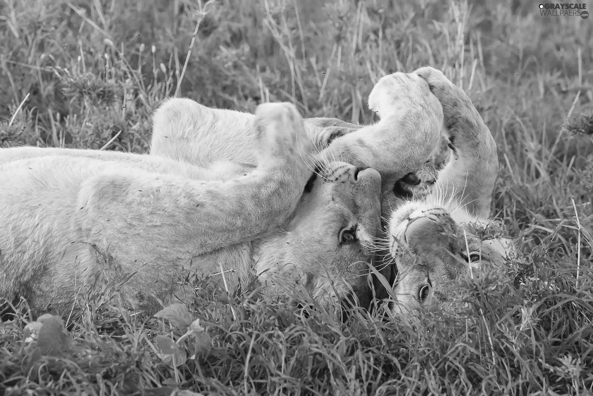 grass, Lioness, young