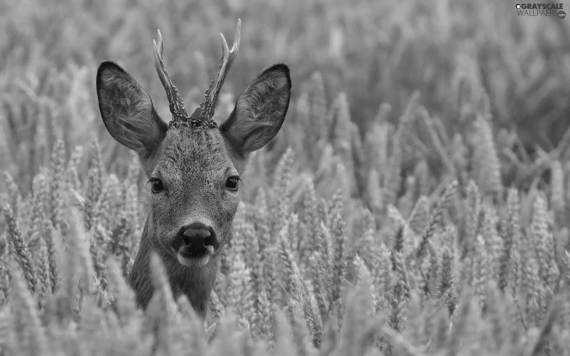 young, Meadow, grass, fawn