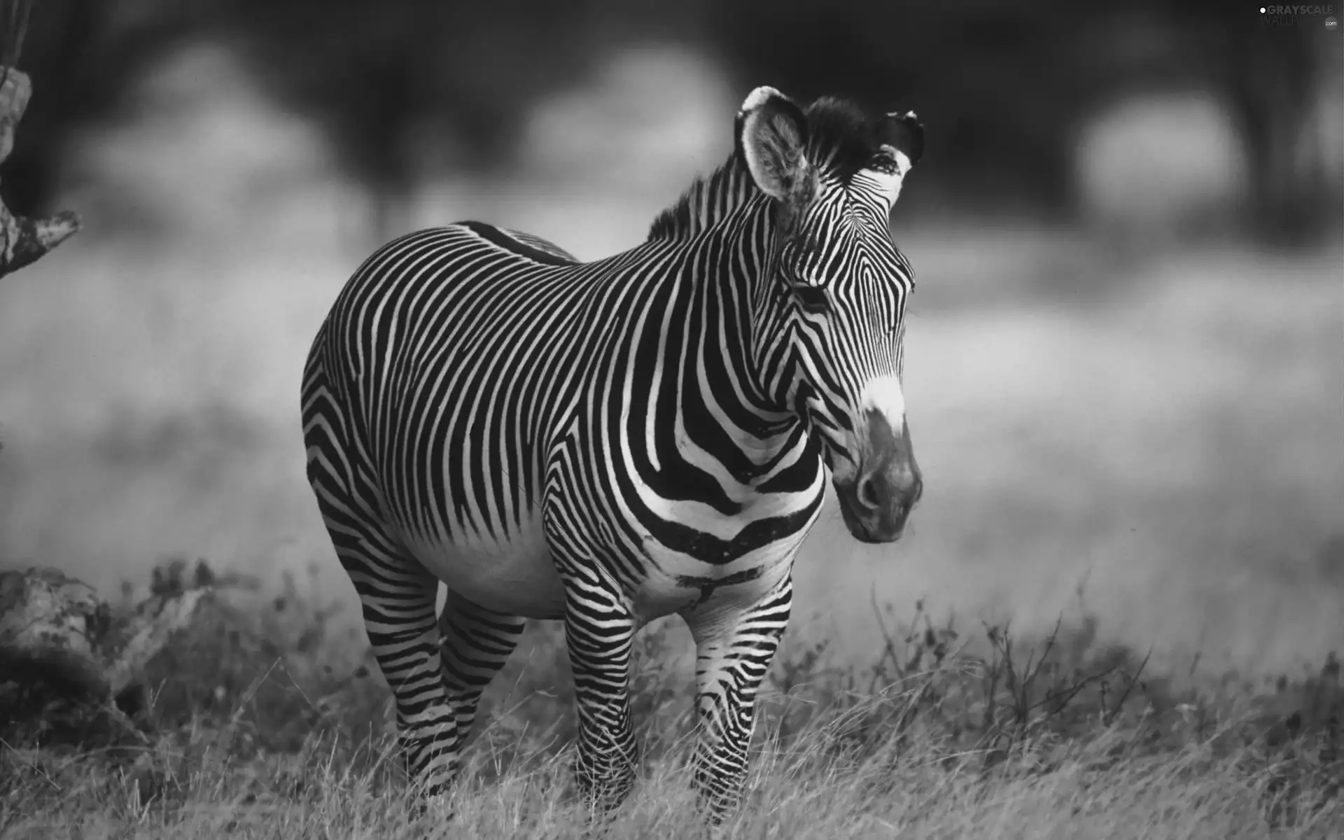 Zebra, grass