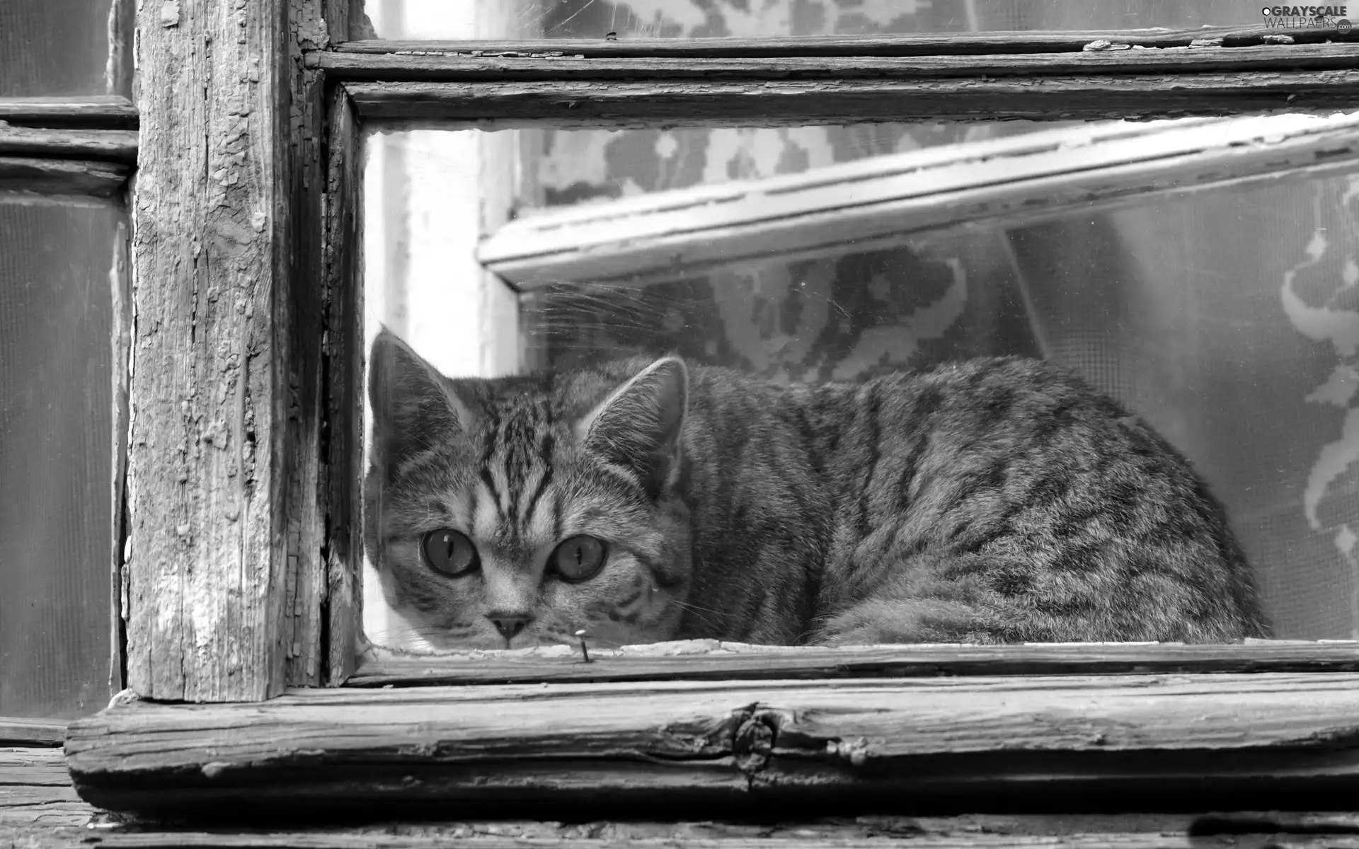 Gray, cat, old, Window, wood