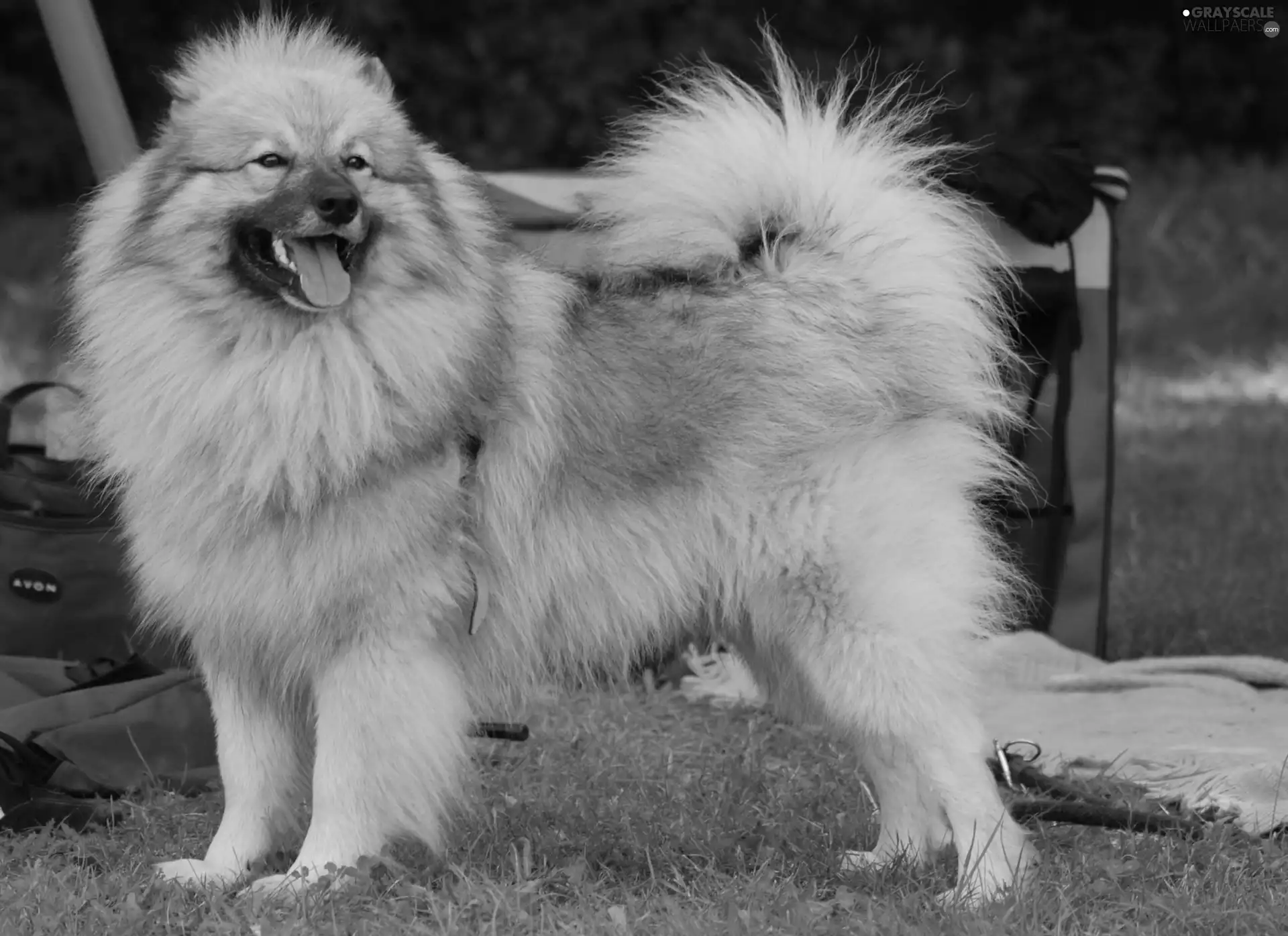 coat, Keeshond, gray and silver