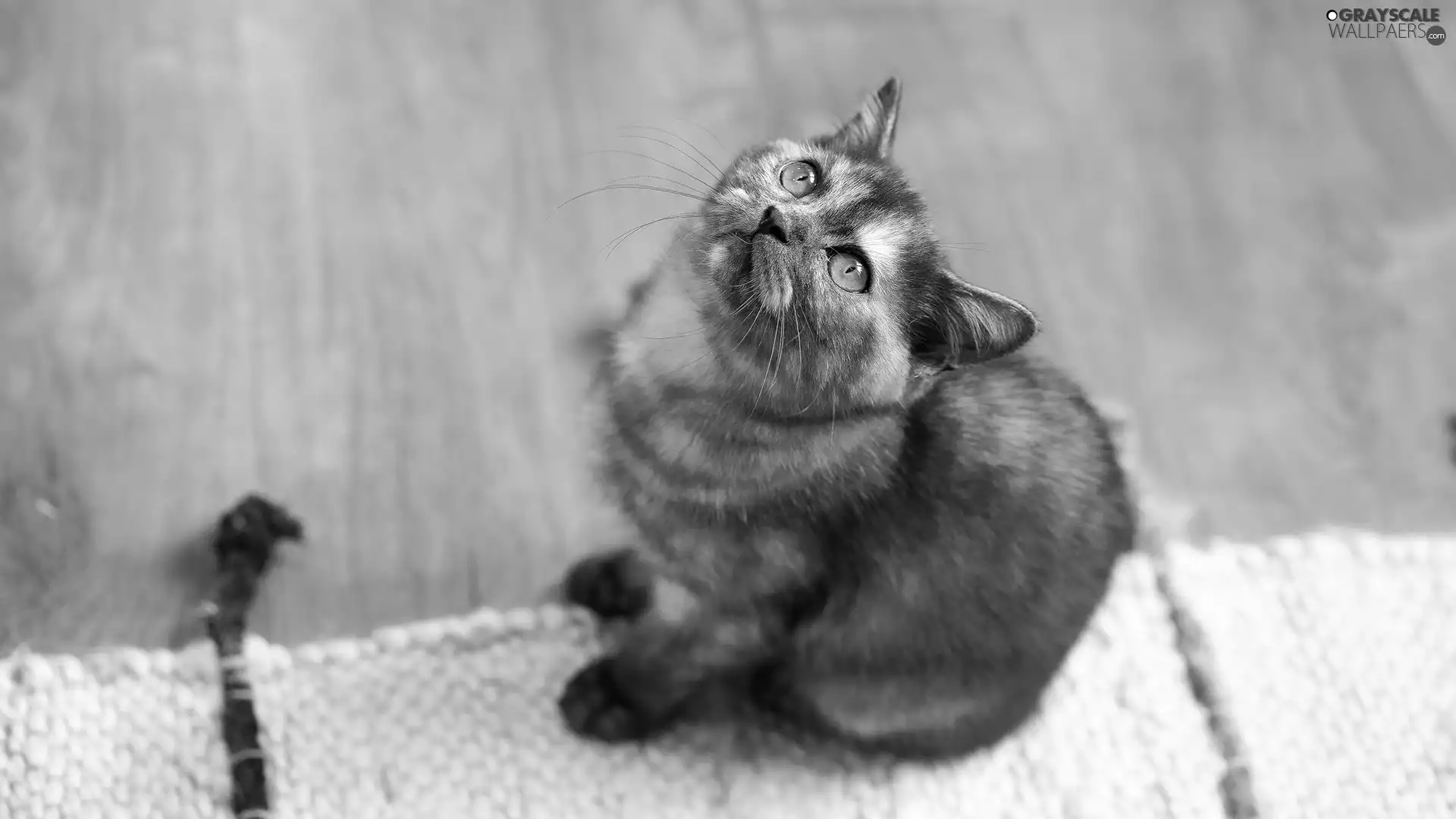 The raised, muzzle, Gray, kitten, small