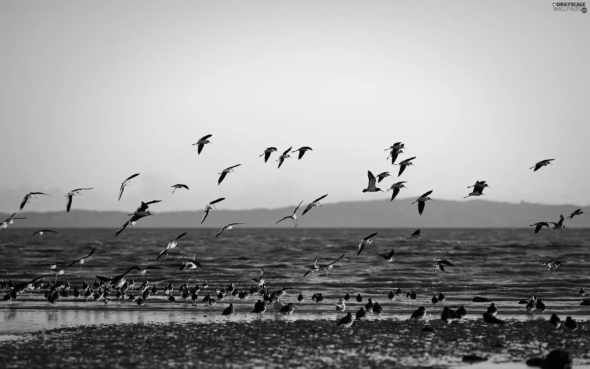 birds, sea, Great Sunsets