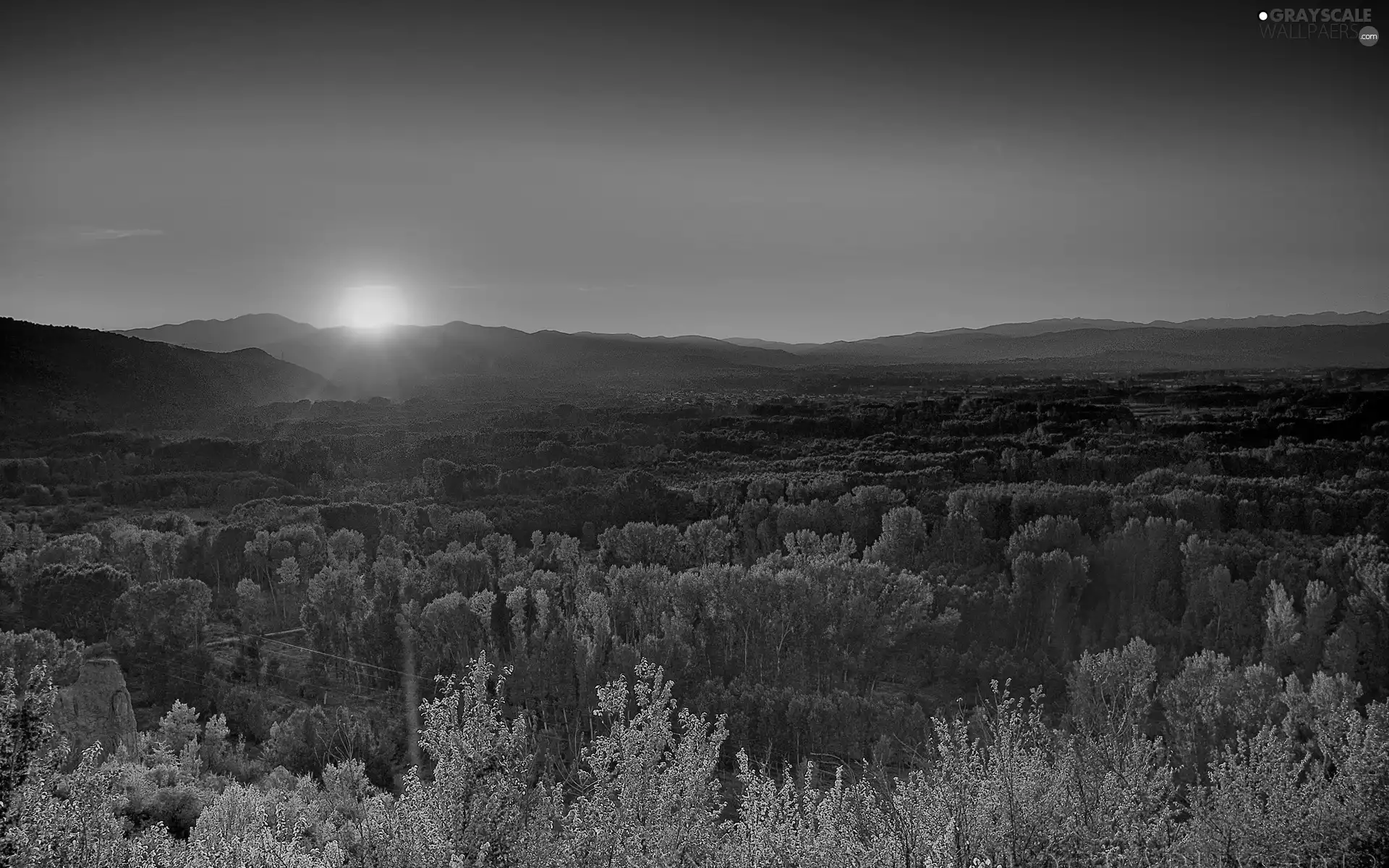 Great Sunsets, forest