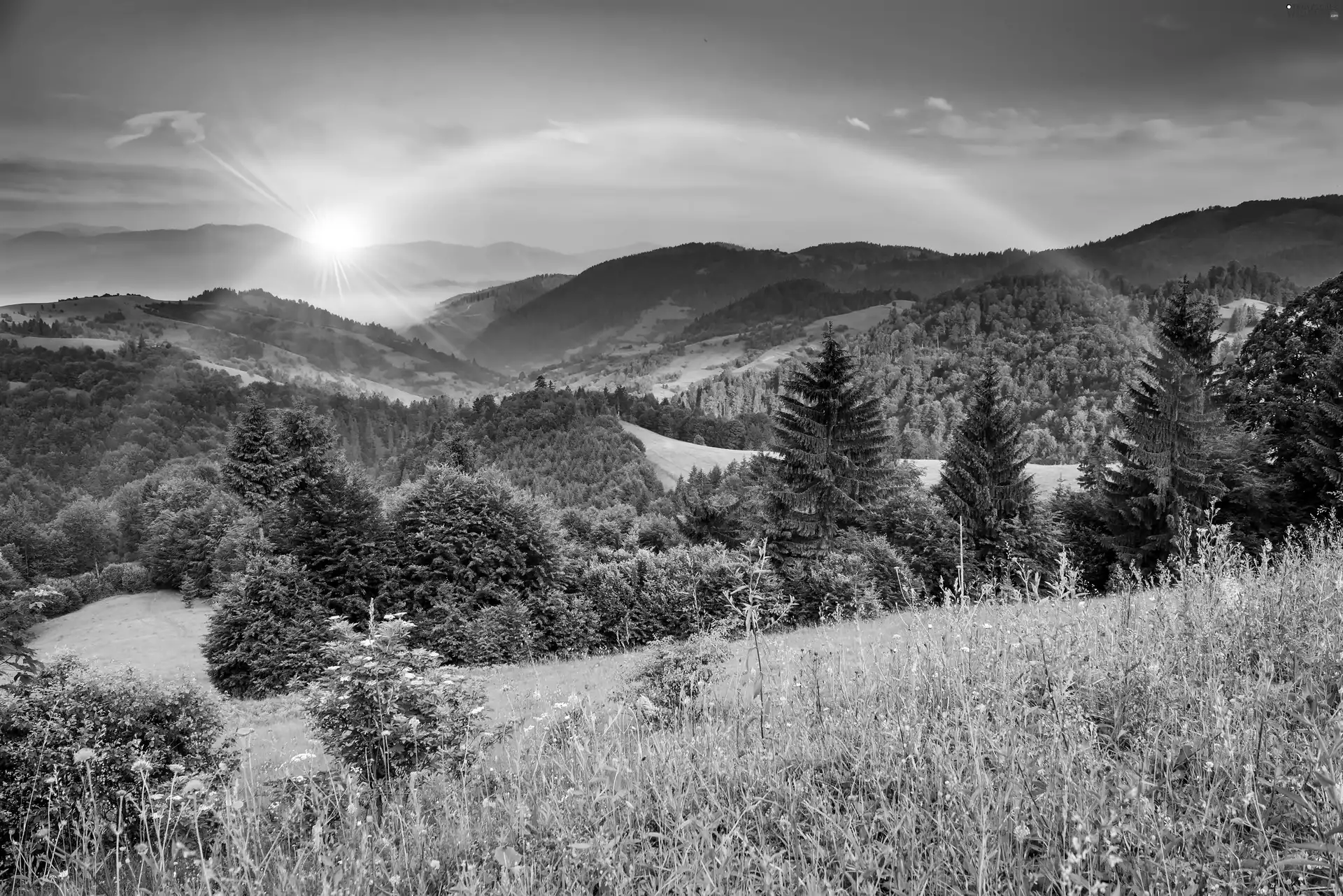 Flowers, woods, rays, medows, Mountains, Great Rainbows, sun