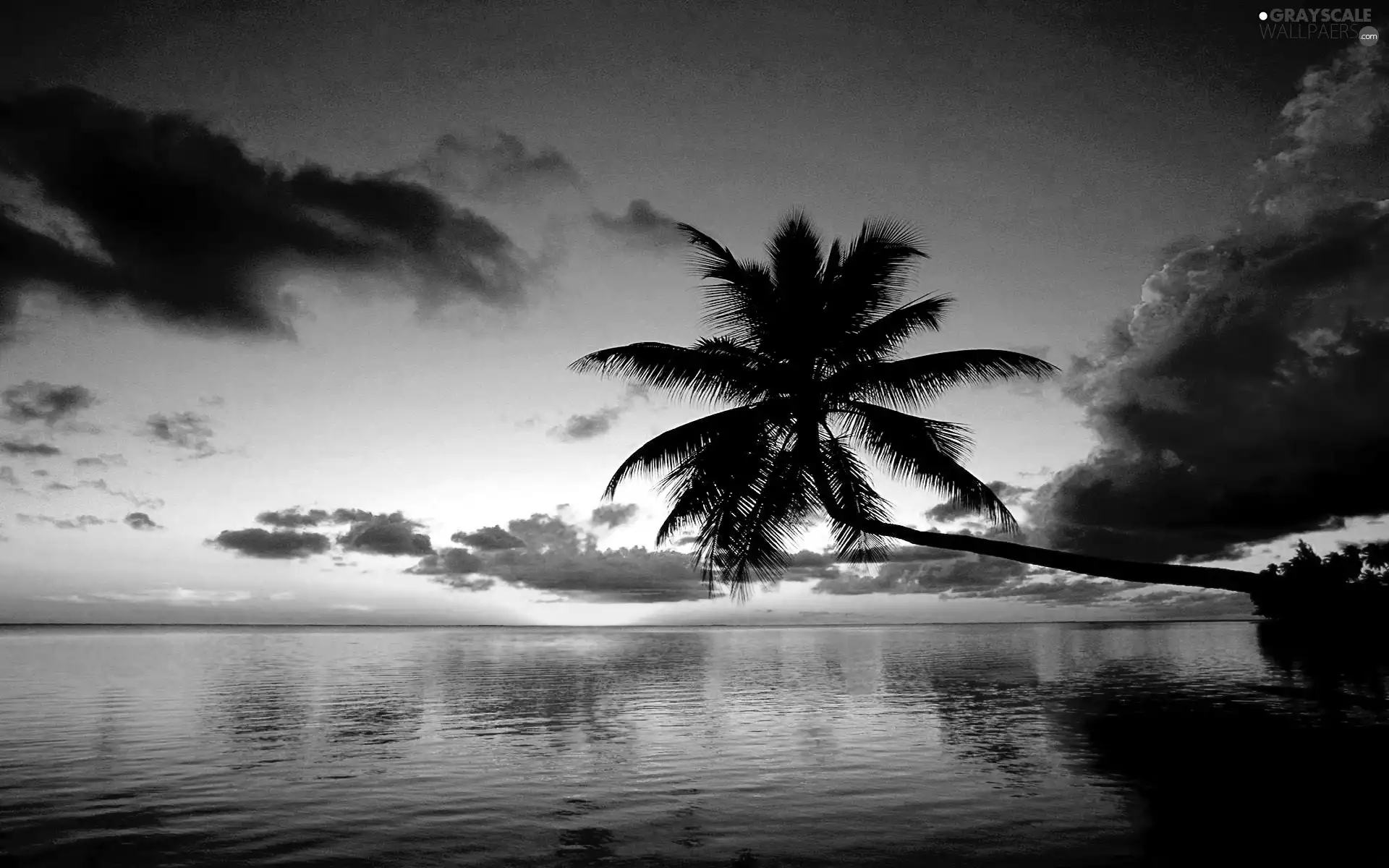 Palm, clouds, Great Sunsets, sea