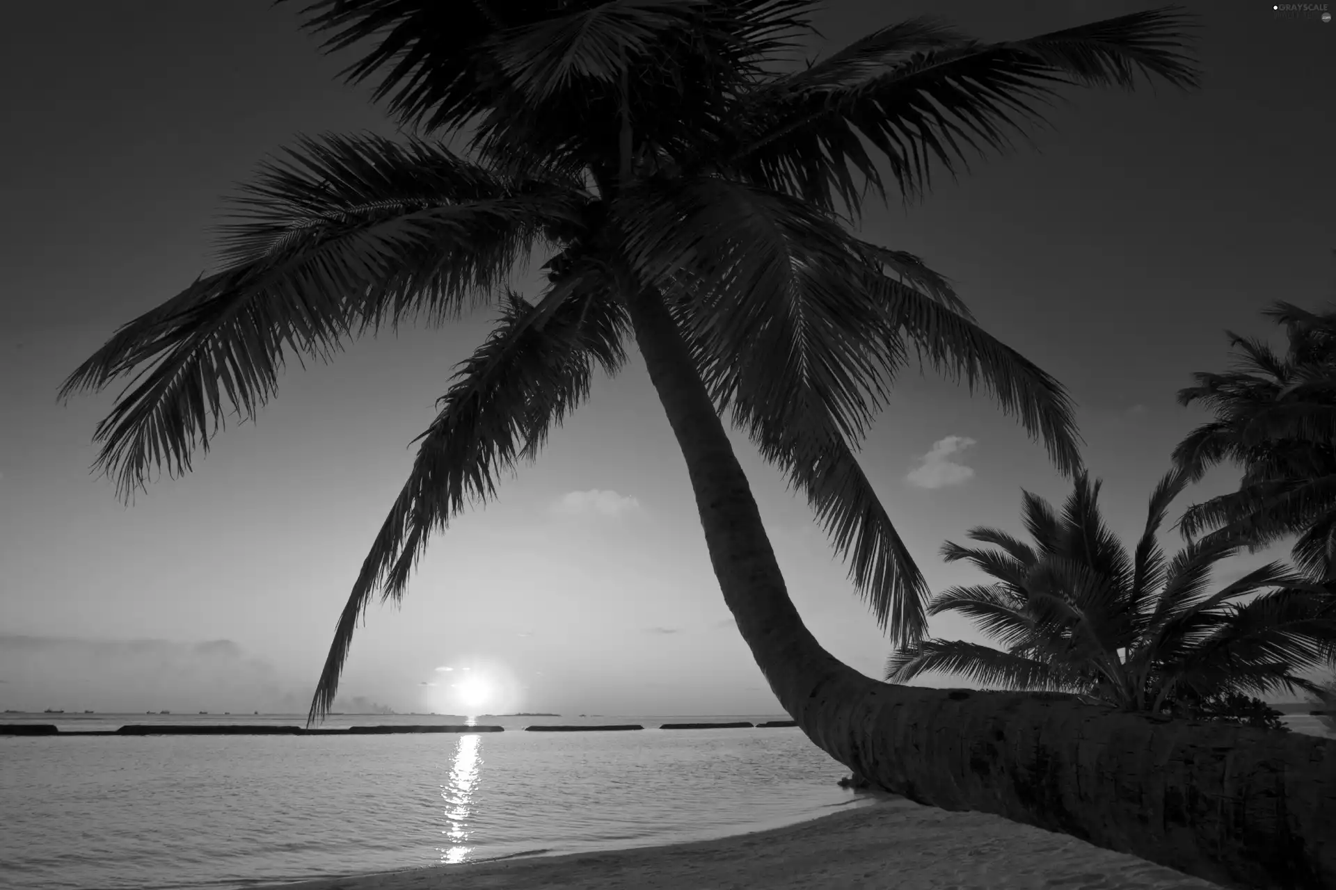 Palms, sea, Great Sunsets