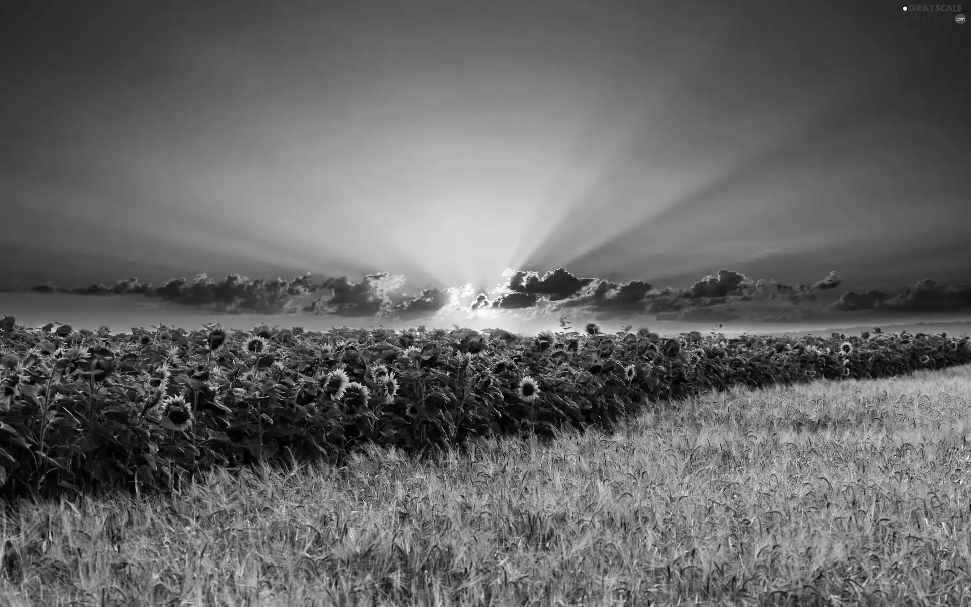 Nice sunflowers, summer, Great Sunsets, corn