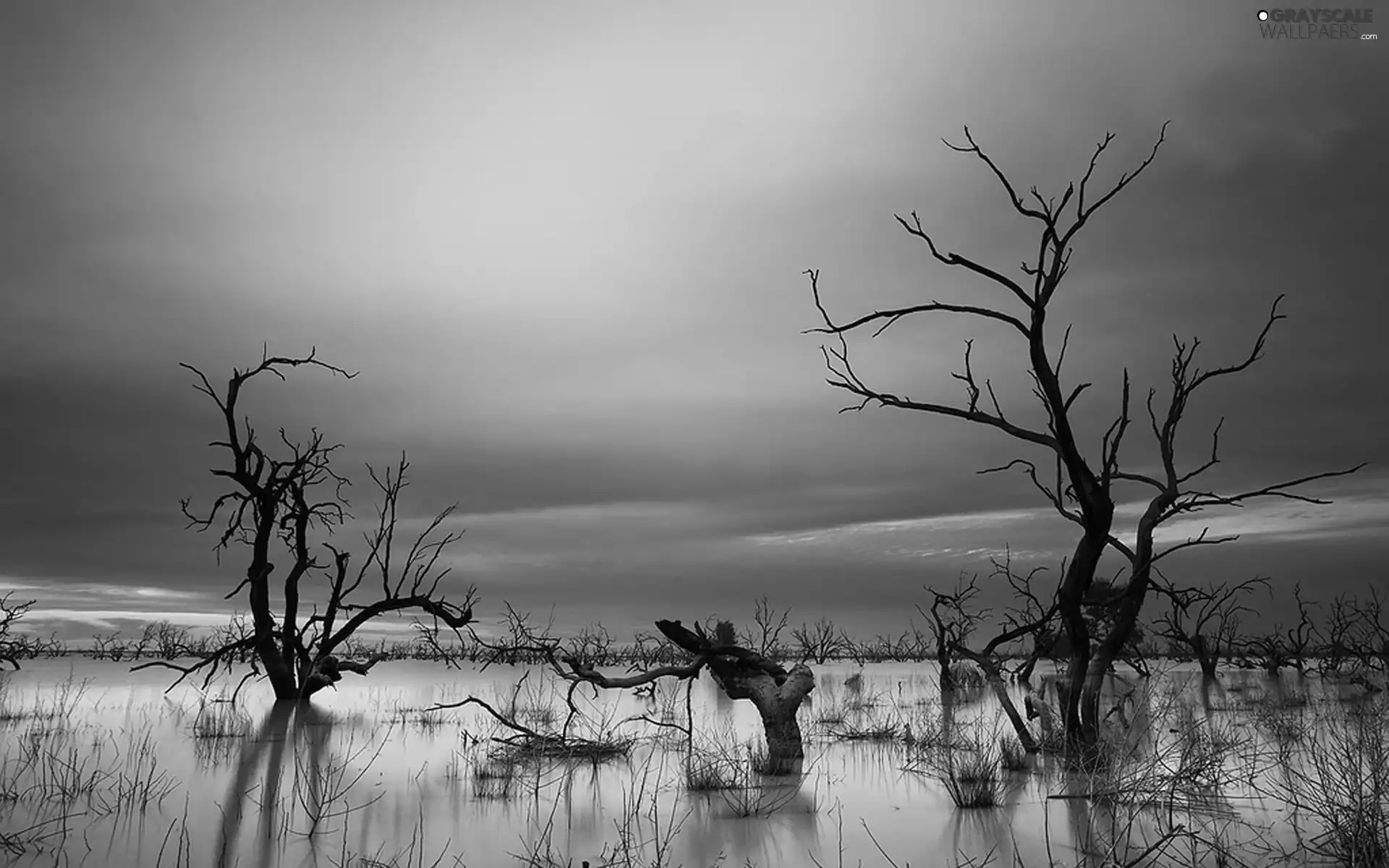 swamp, viewes, Great Sunsets, trees