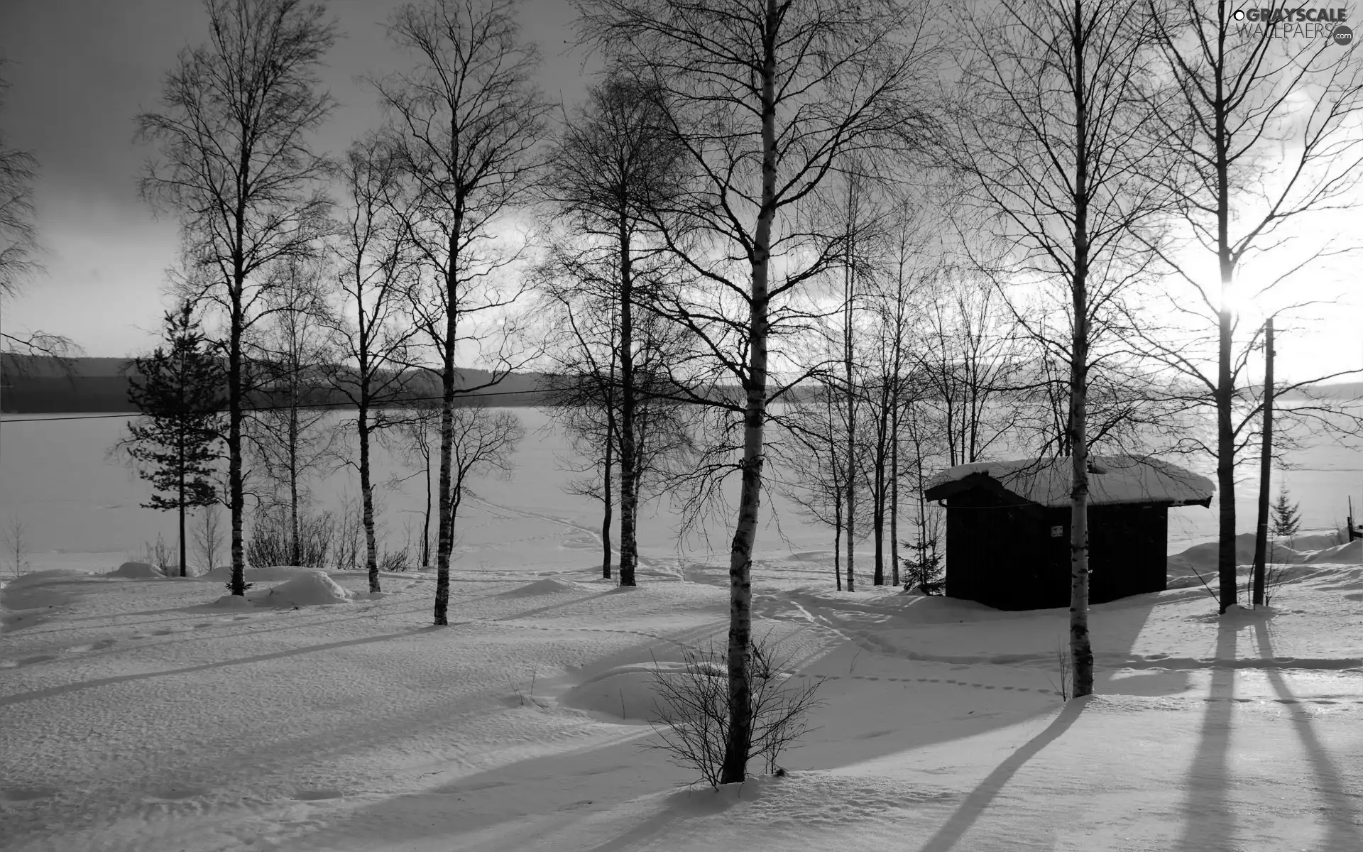 trees, snow, Great Sunsets, viewes