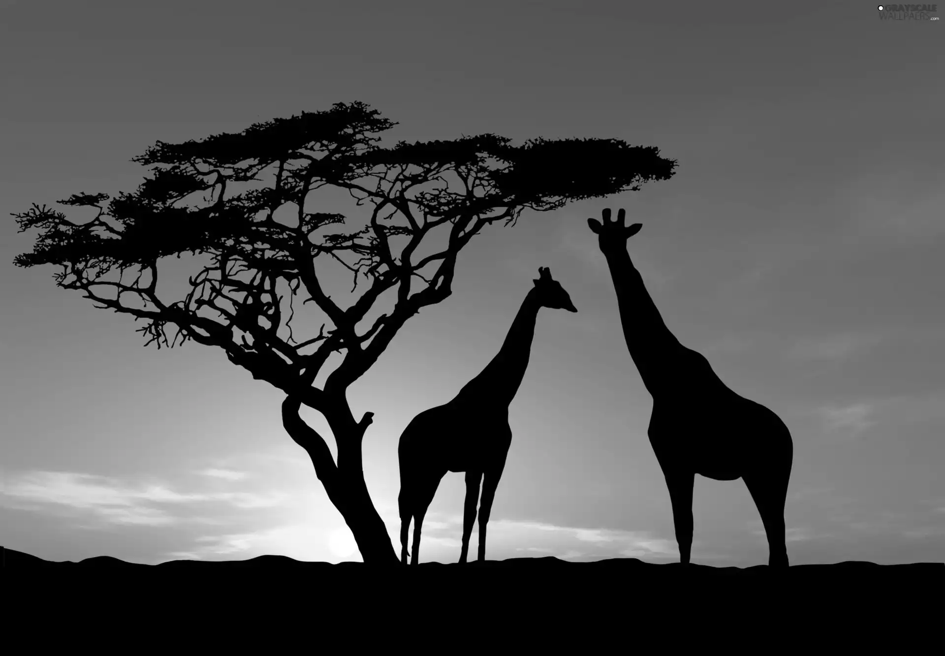 trees, giraffe, Great Sunsets