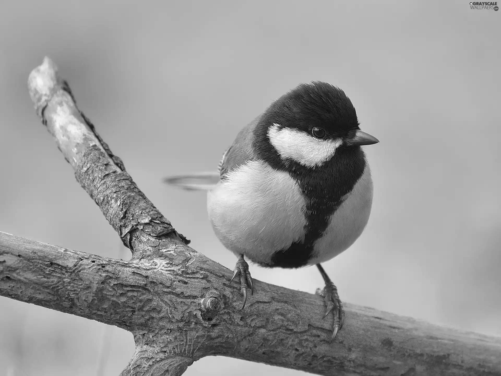 trees, tit, Great Tit