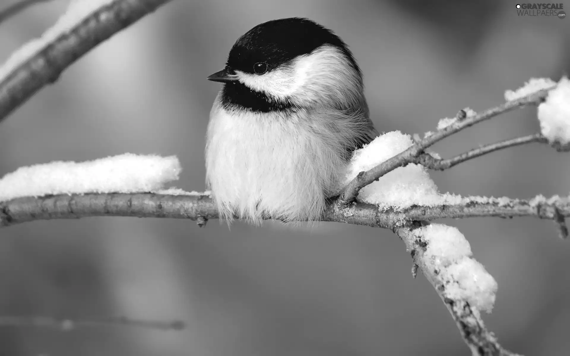 twig, tit, Great Tit, snow