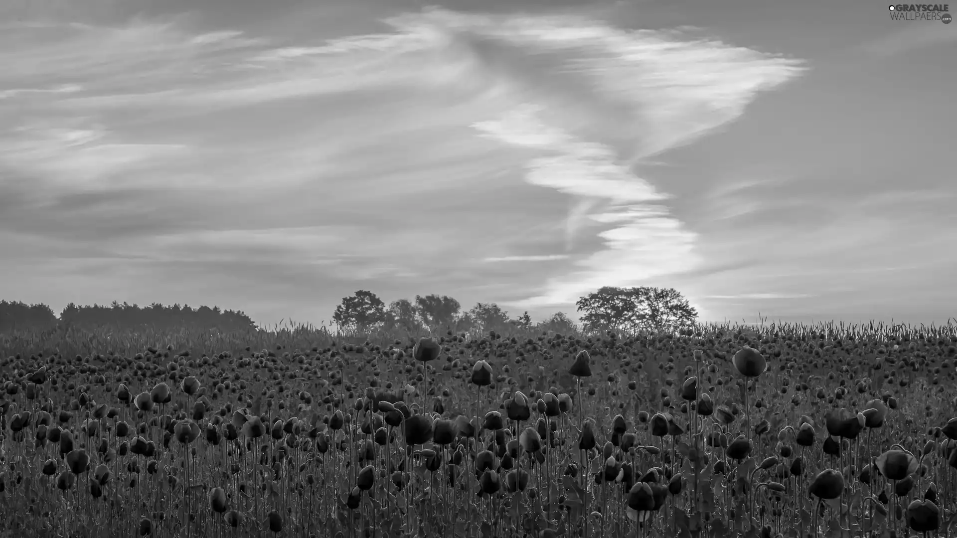 Meadow, purple, viewes, Great Sunsets, trees, papavers