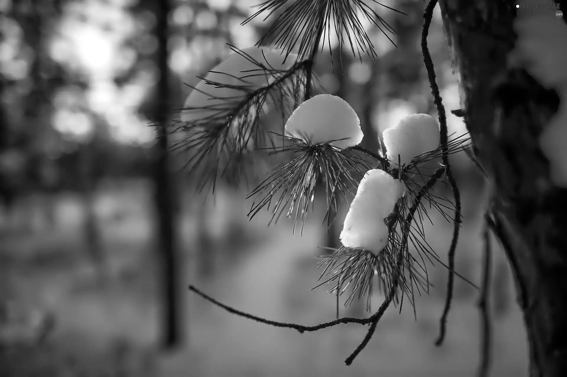 A snow-covered, Great Sunsets, winter, twig