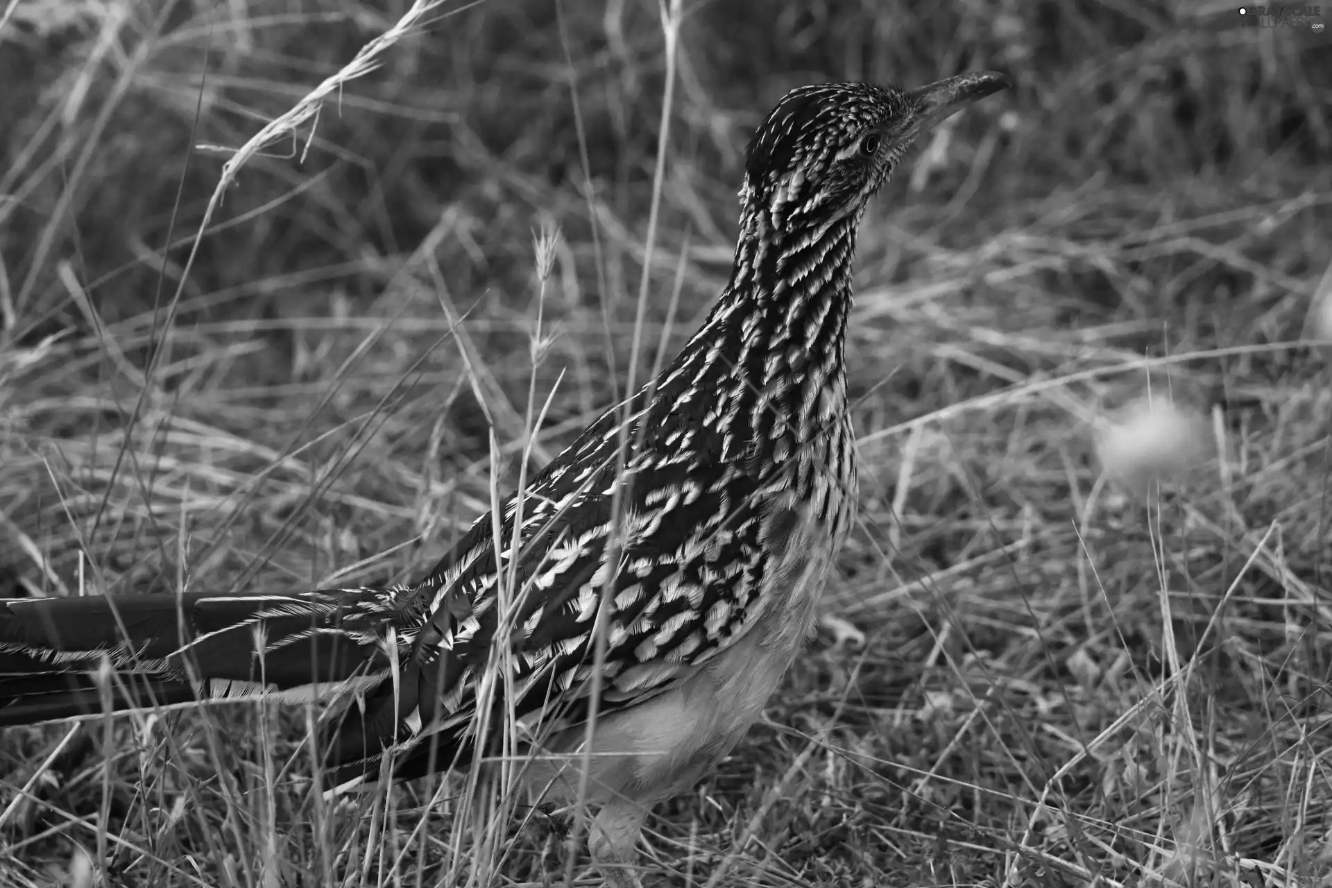 Greater Roadrunner