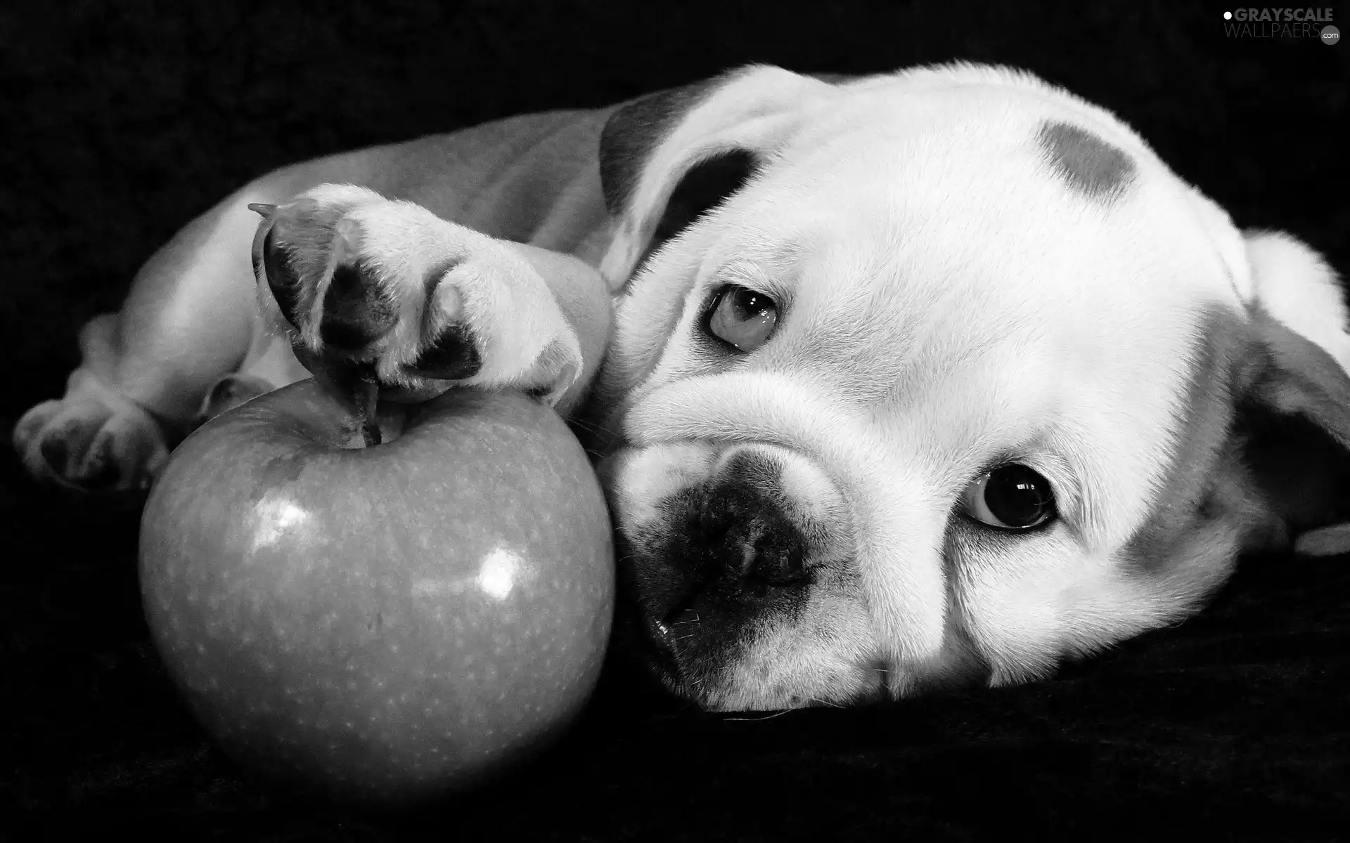 doggy, Apple, Buldog, green ones