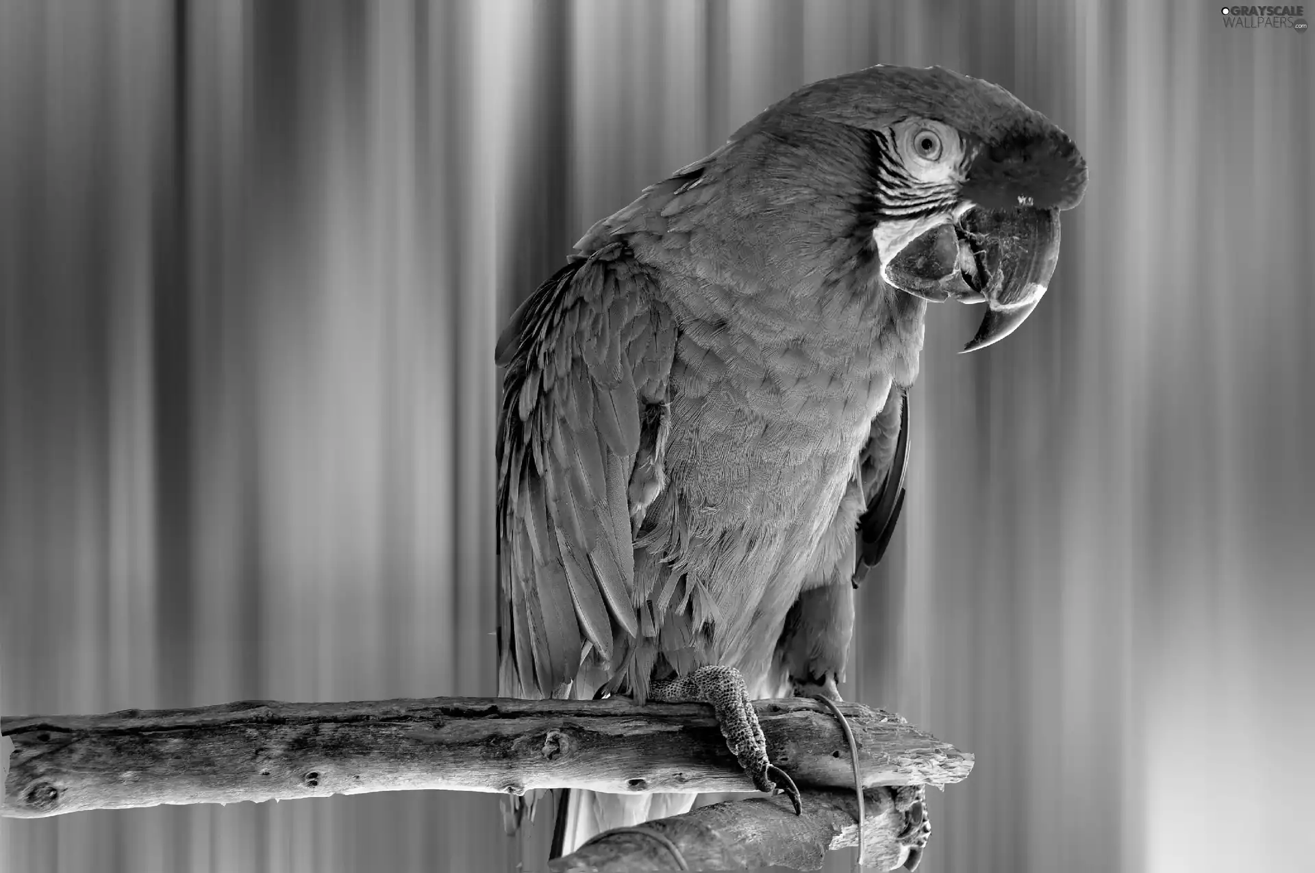 Green, parrot, ara