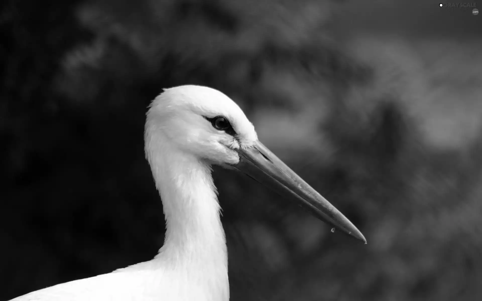 background, stork, green ones