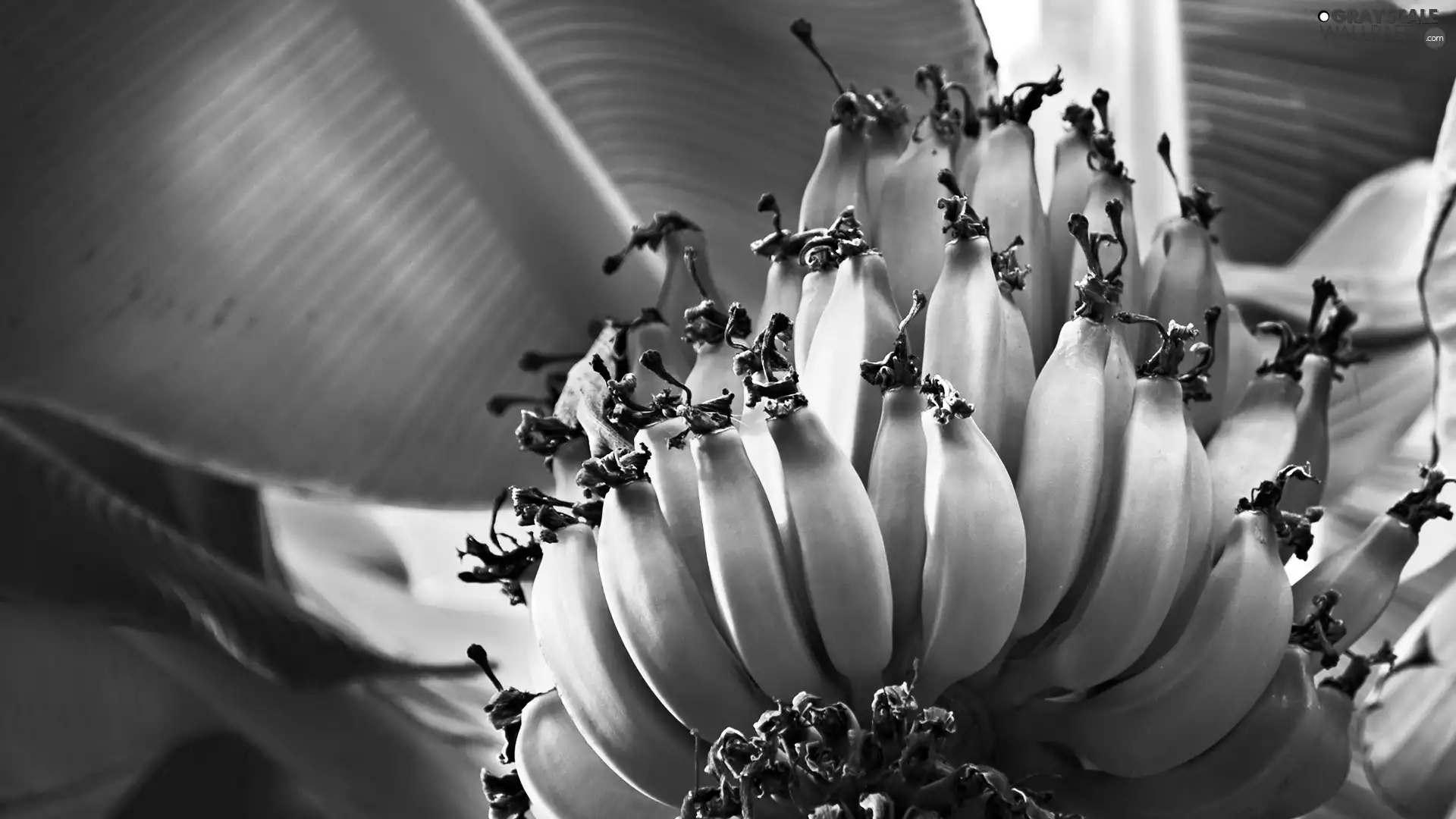 bananas, Leaf, green ones