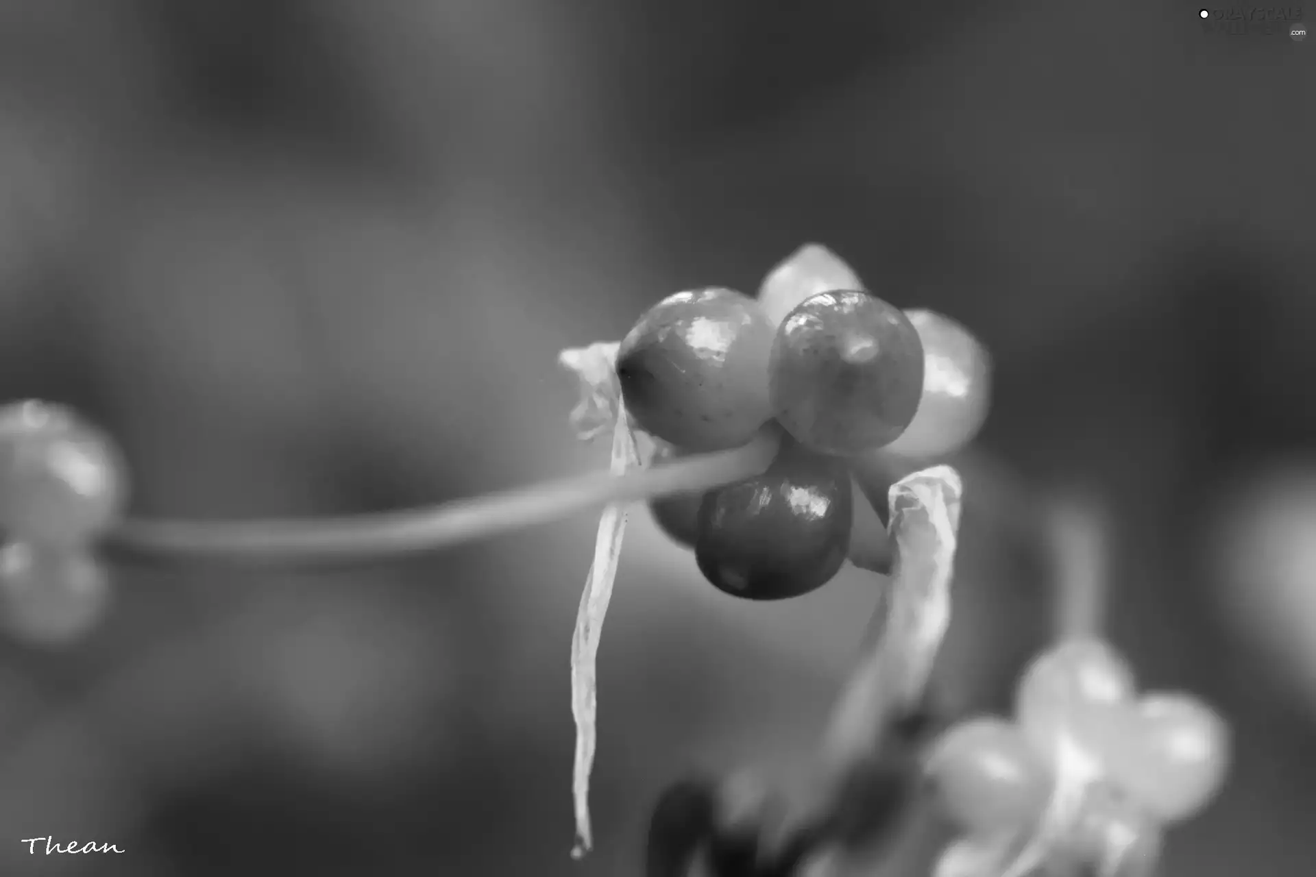 The beads, plant, green ones