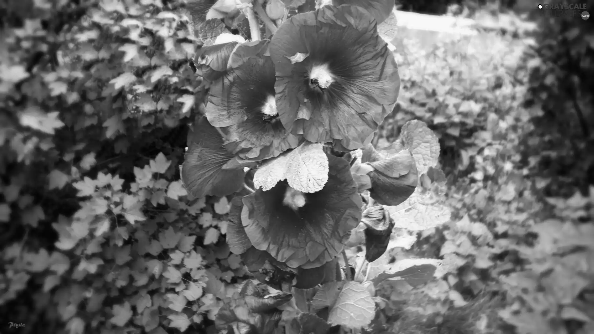 green, mallow, Bees