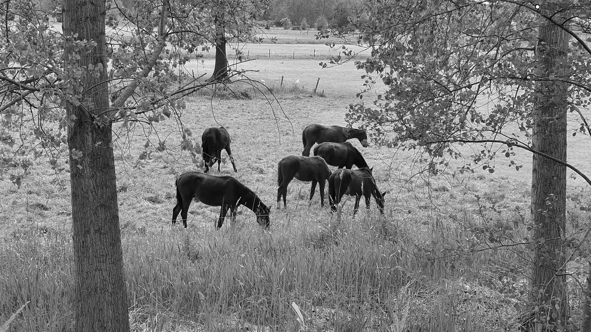 trees, viewes, pasture, green ones, bloodstock