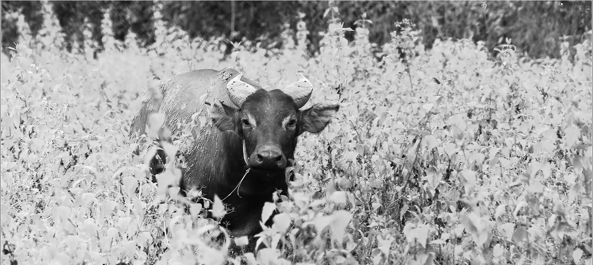 buffalo, green