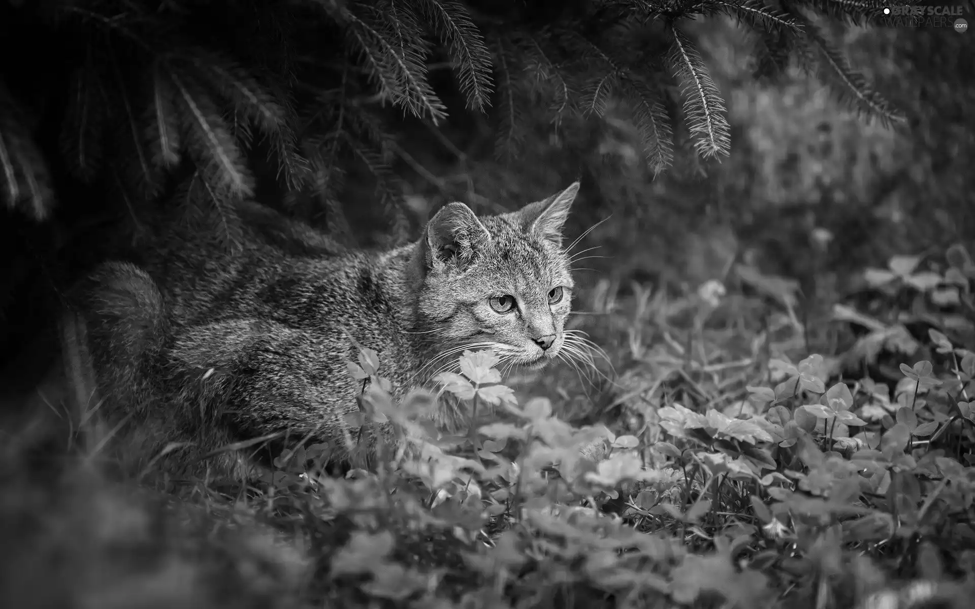 green, ambush, cat