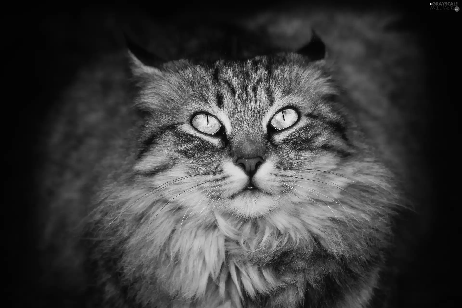 Green-eyed, cat