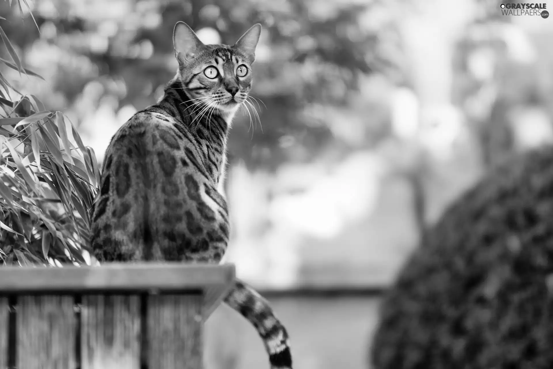 cat, Garden, green, bengal