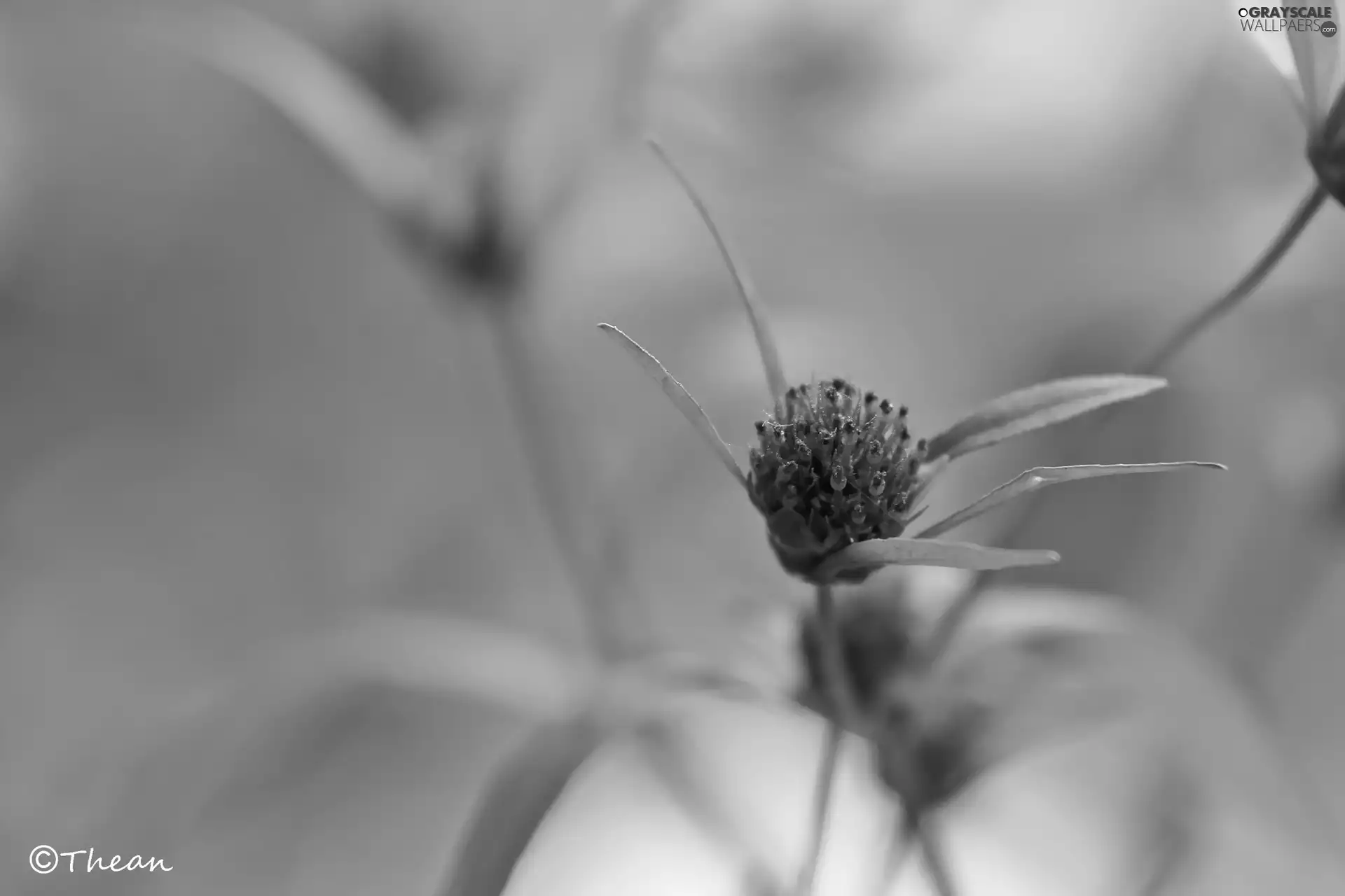 flakes, Colourfull Flowers, green ones