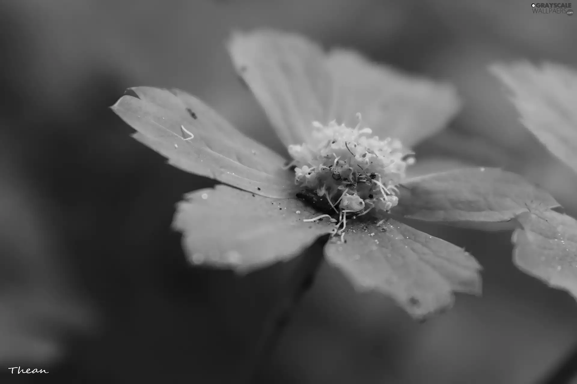 flakes, Colourfull Flowers, green ones