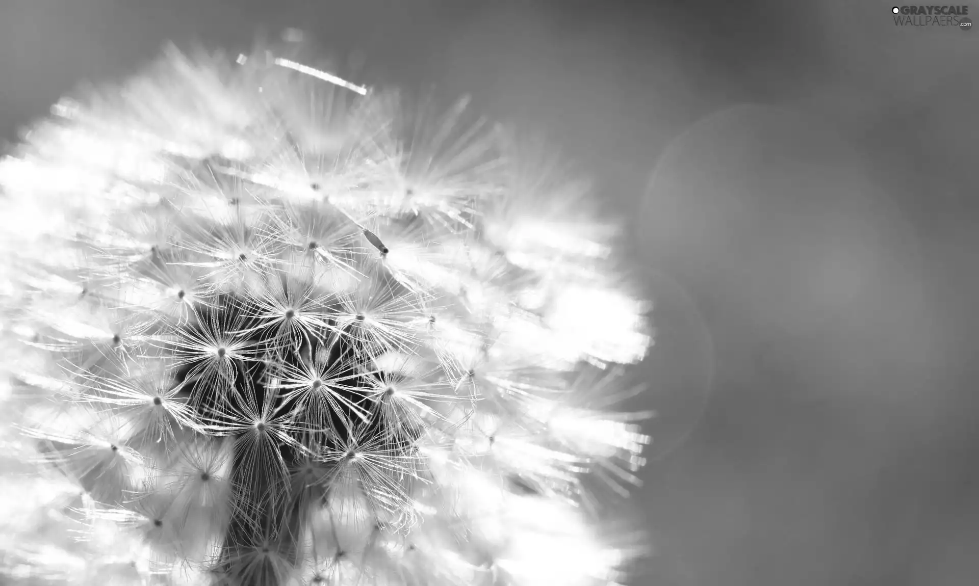 background, Common Dandelion, green ones